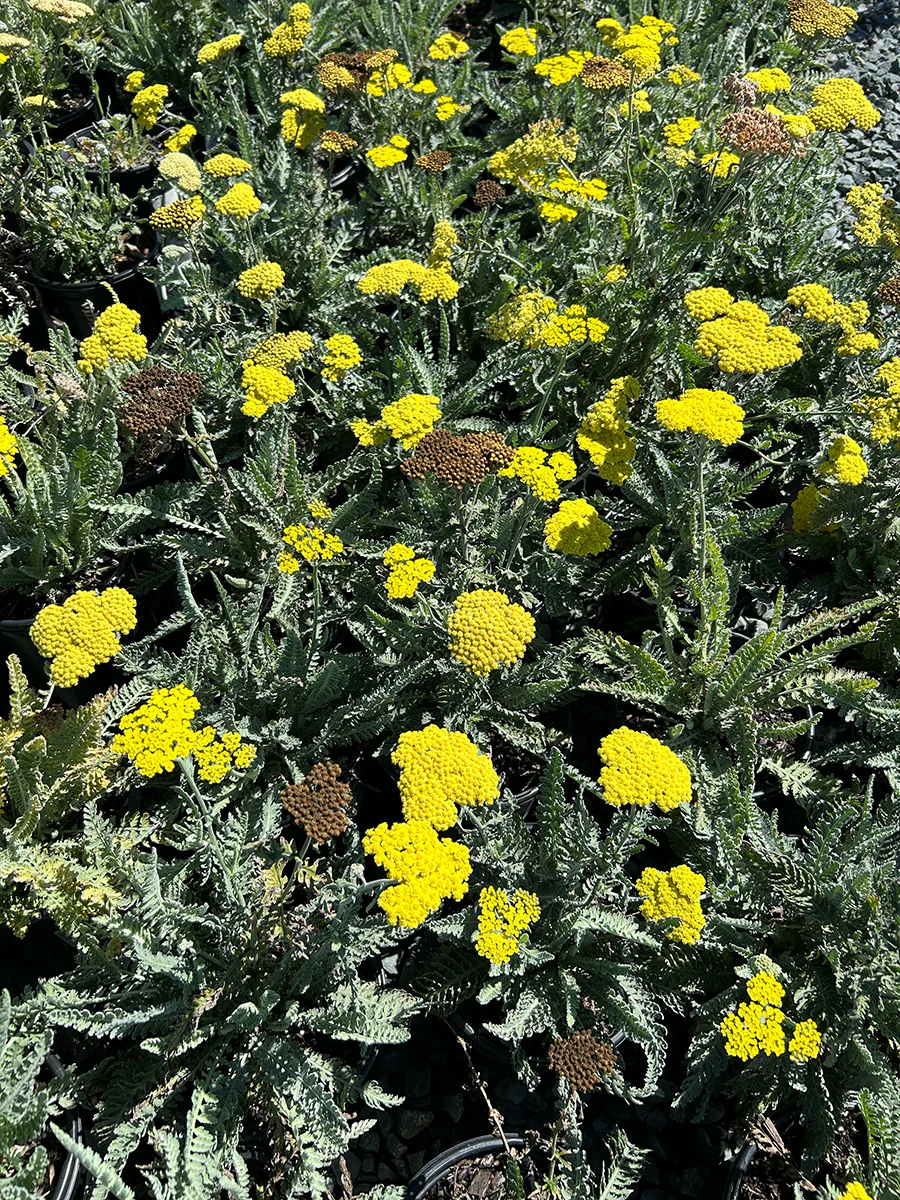 Achillea Moonshine (Yellow)