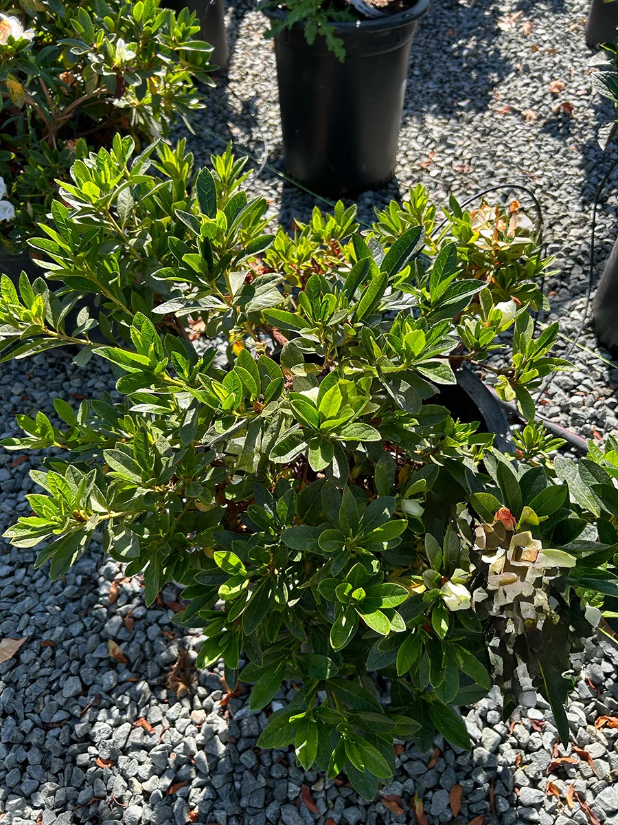 Azalea 'Ward's Ruby' (Red)