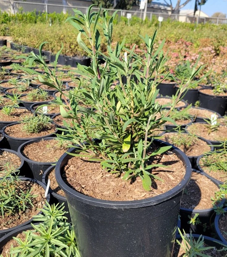 Black Sage - Salvia Mellifera - Image 2