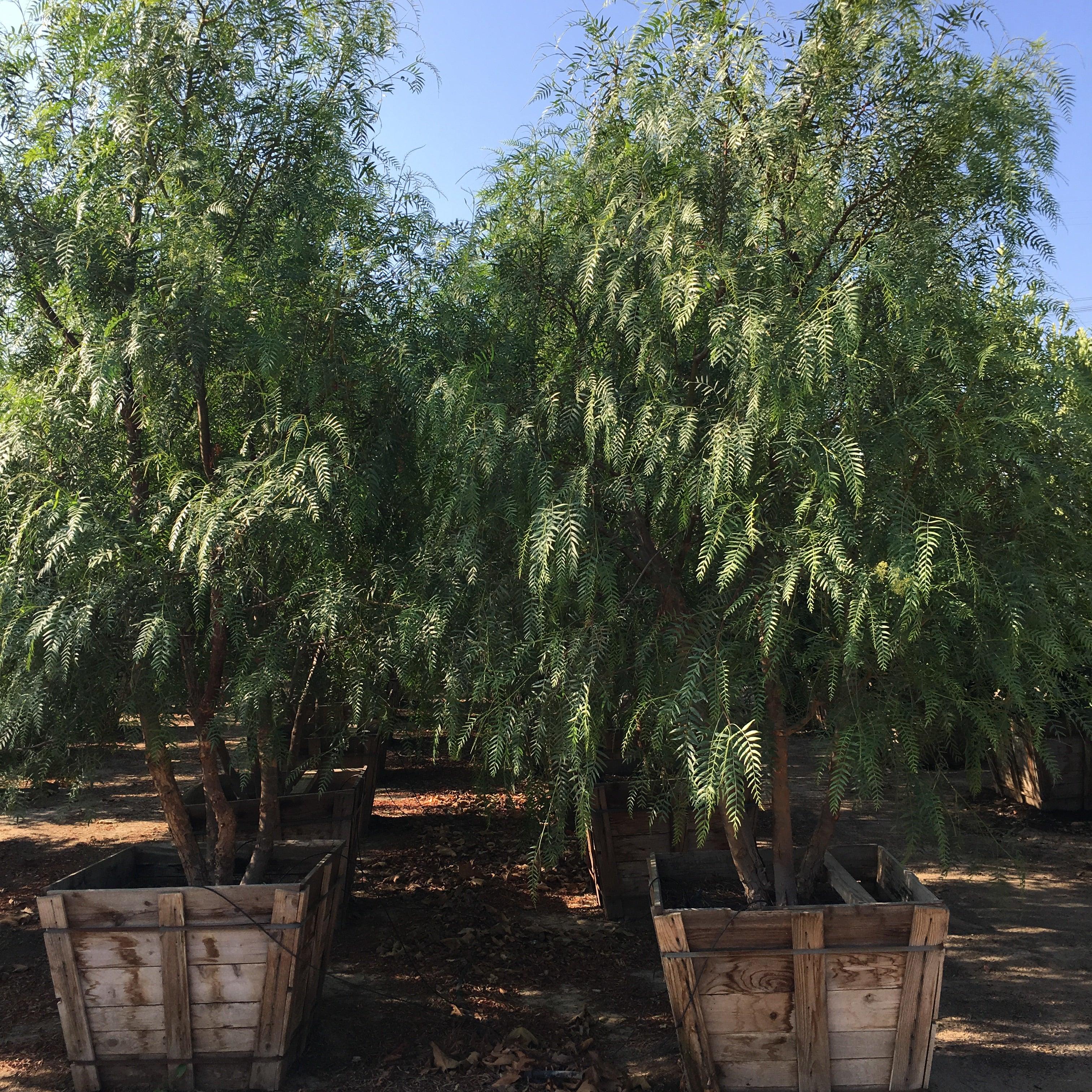 California Pepper Tree For Sale (Schinus Molle) - Image 3