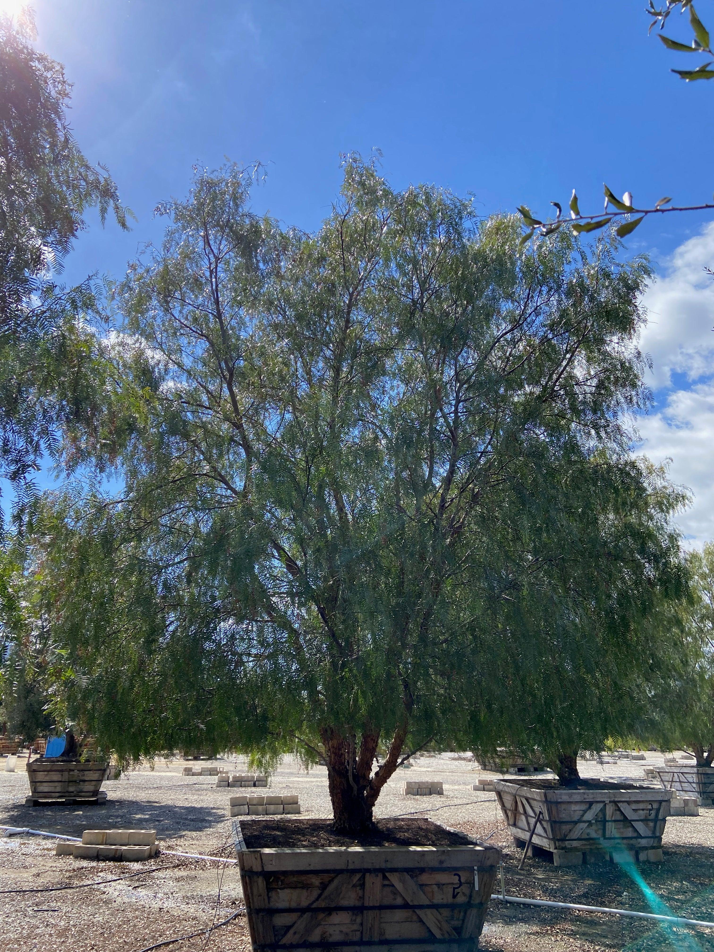 California Pepper Tree For Sale (Schinus Molle) - Image 5