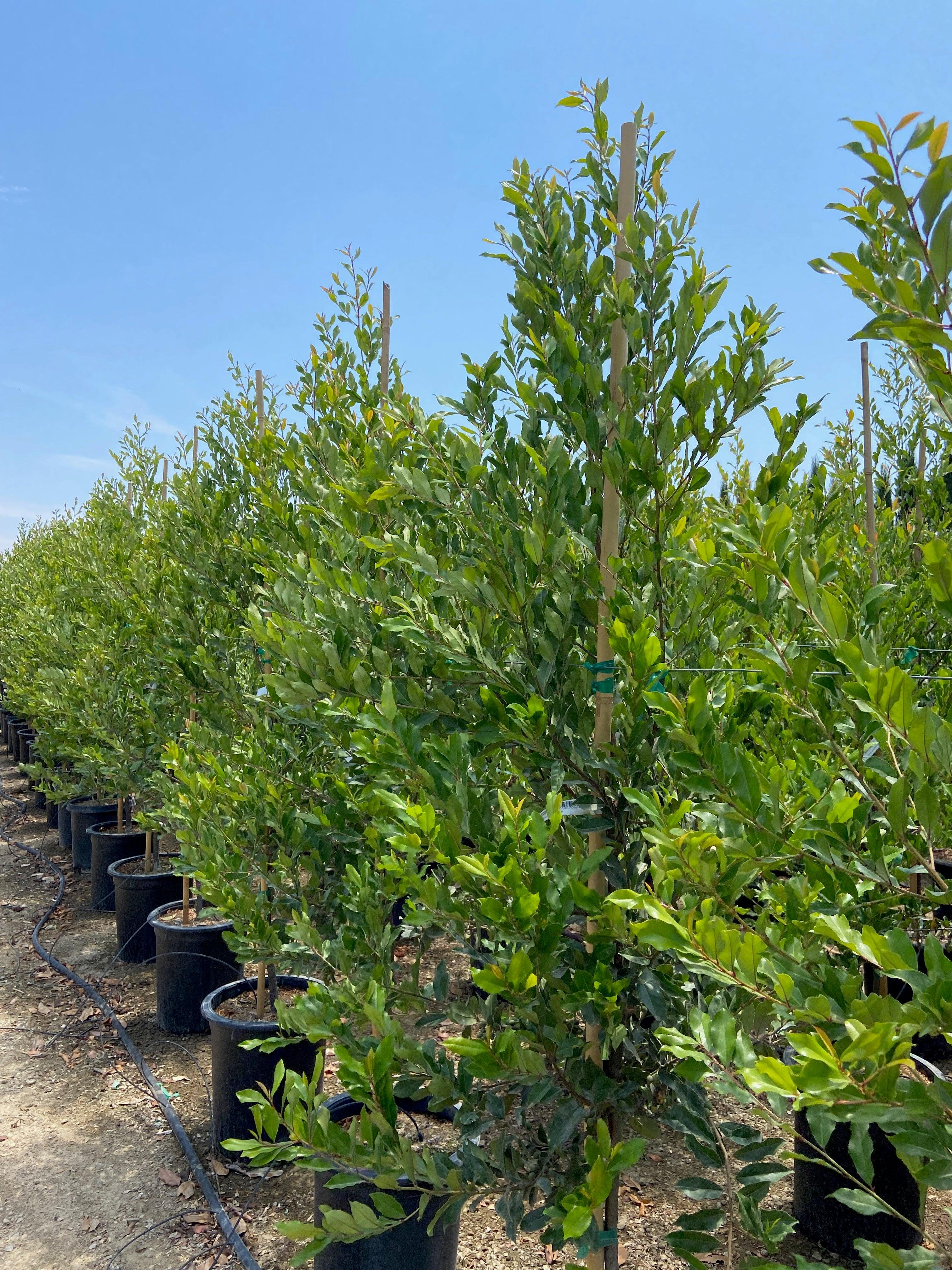 Carolina Cherry (Prunus Caroliniana Compacta) - Image 4
