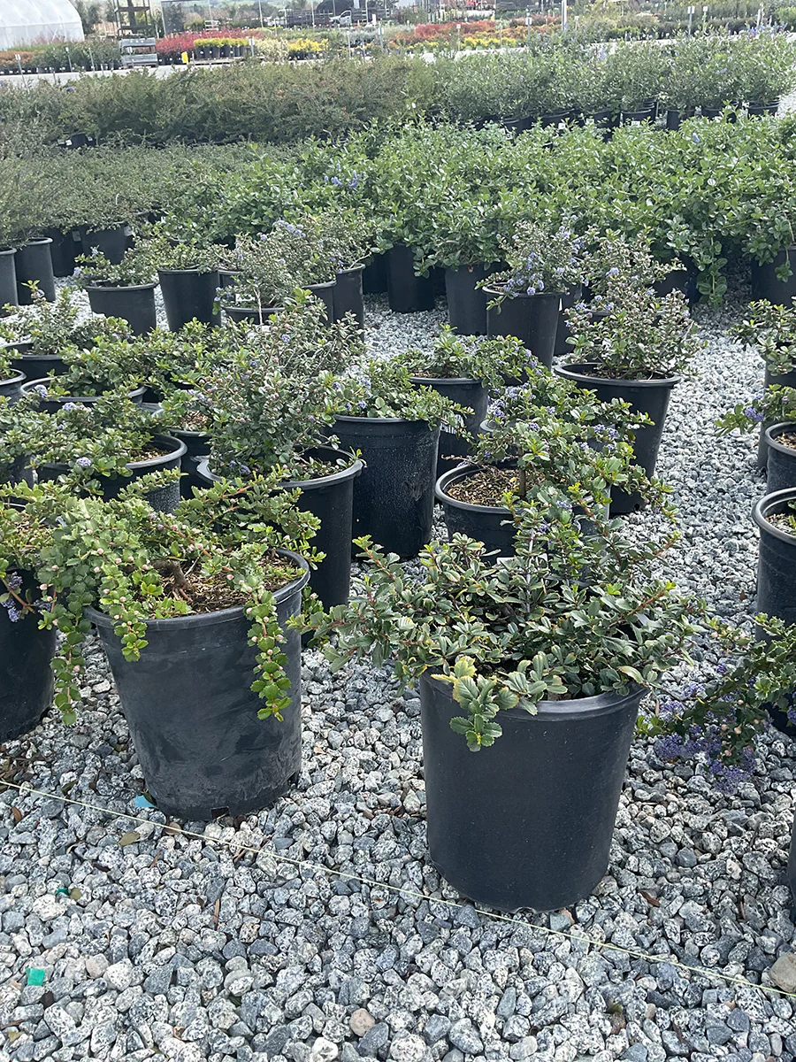 Buckbrush - Ceanothus cuneatus