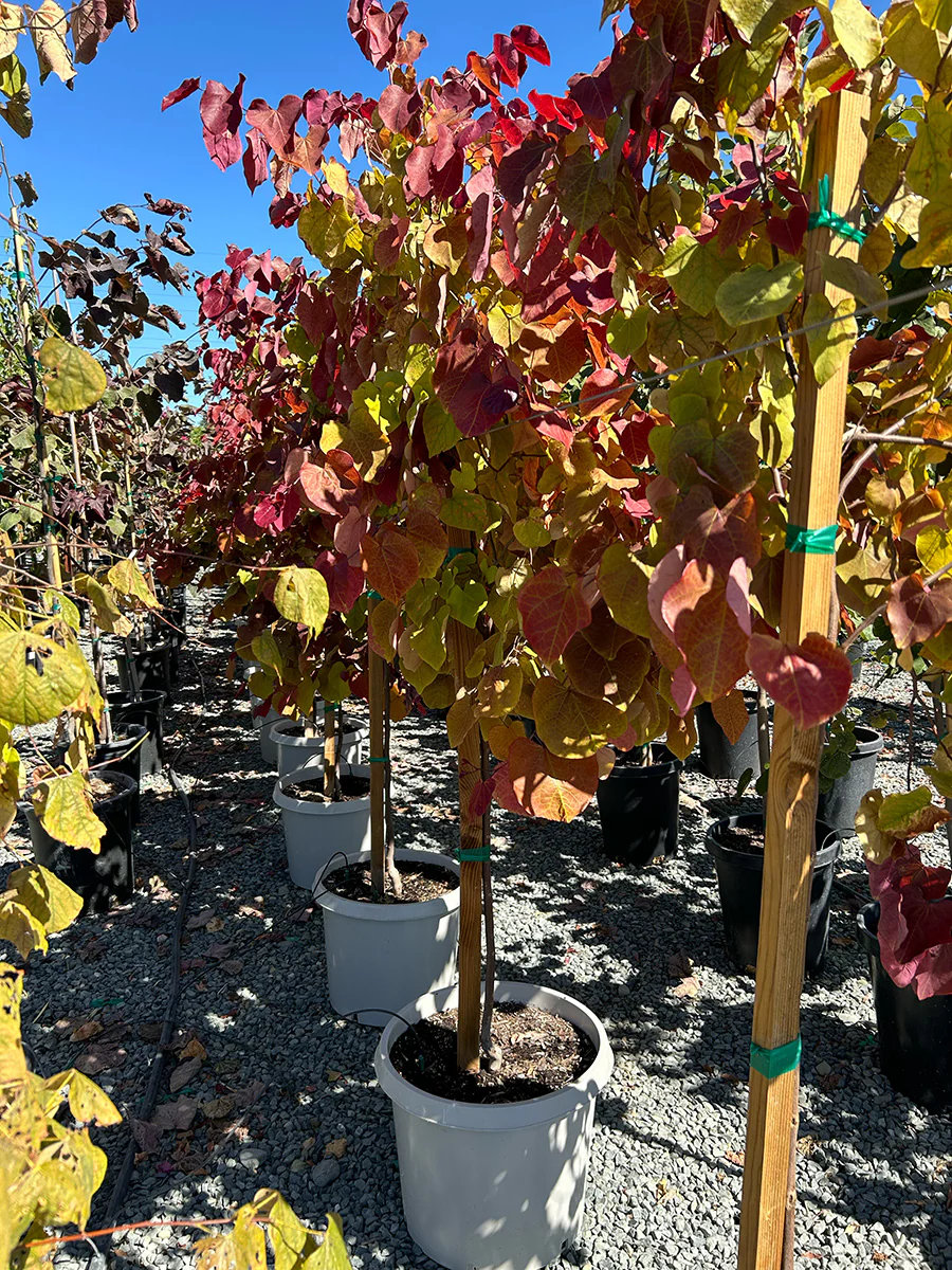 Flame Thrower® Redbud - Cercis canadensis Flame Thrower® (Pink/Purple)