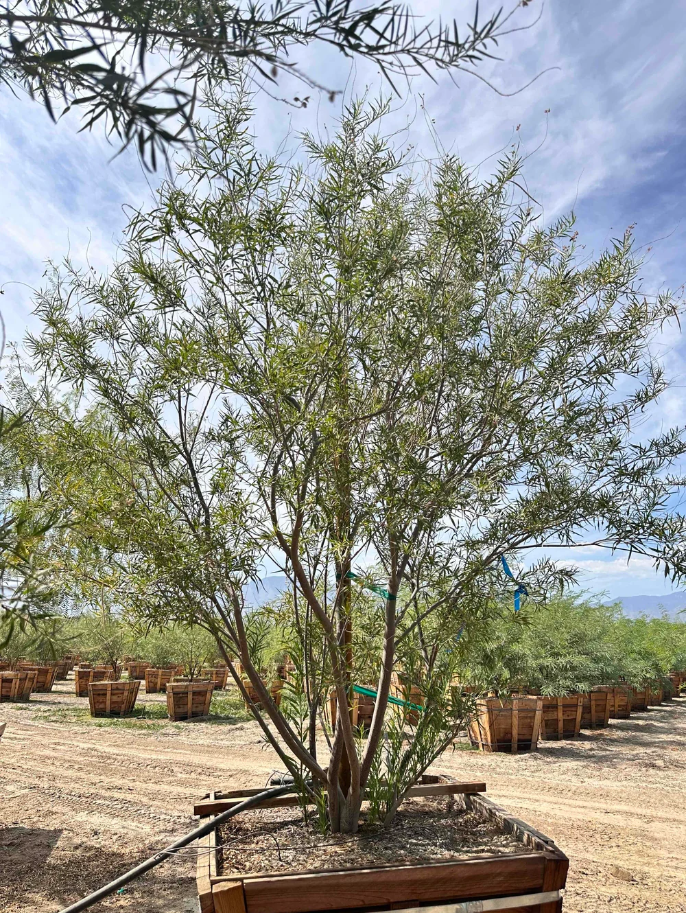 Desert Willow 'Desert Diva' - Chilopsis linearis Desert Diva Multi