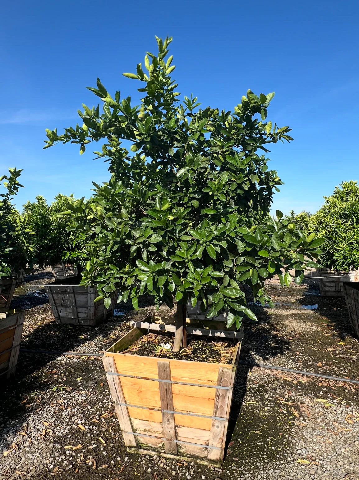 Clementine Tree - Image 2
