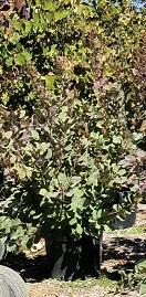 Grace Smoke Tree - Cotinus 'Grace' (Burgundy/Gold)