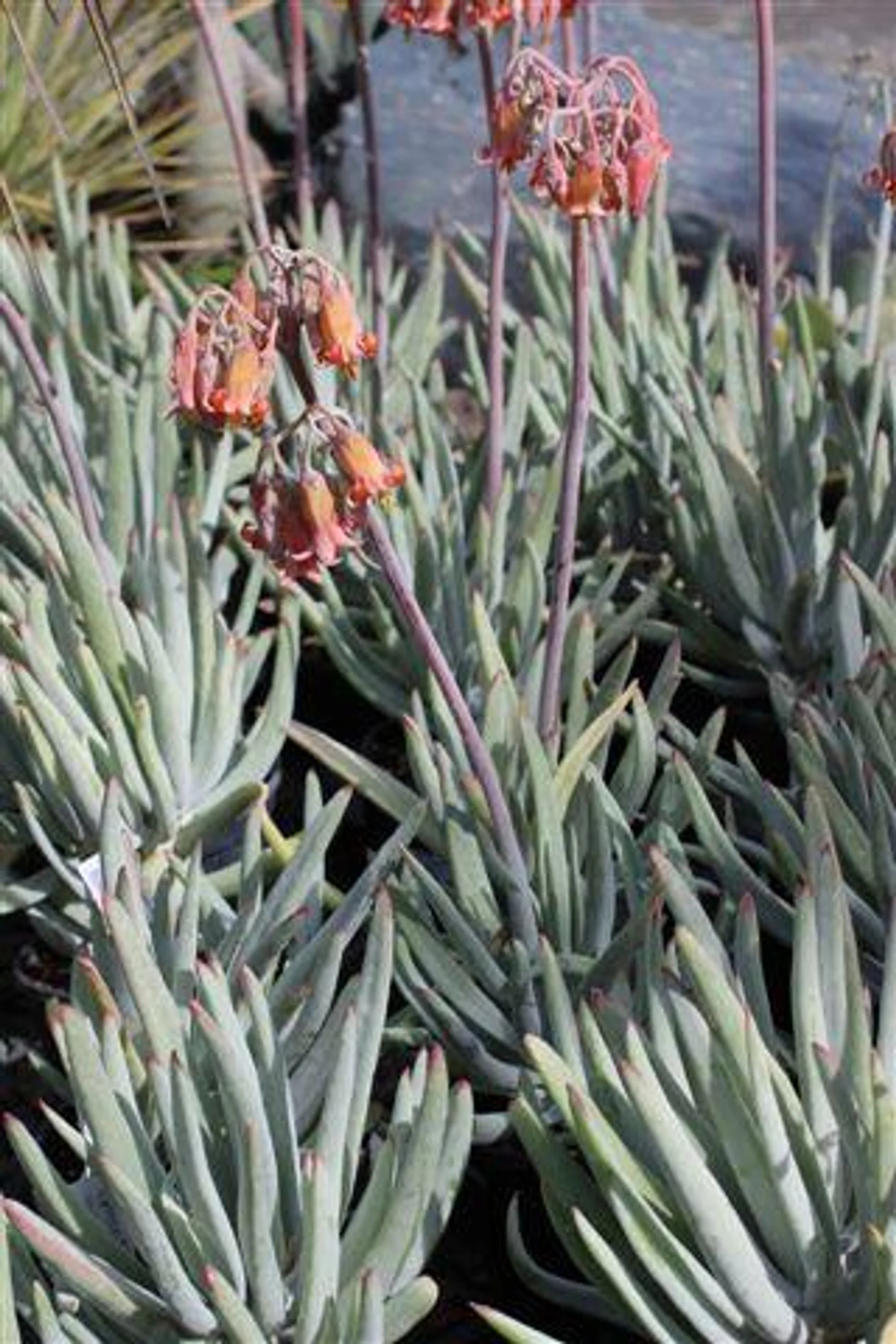 Finger Aloe - Cotyledon orbiculata var. oblonga 'Flavida'