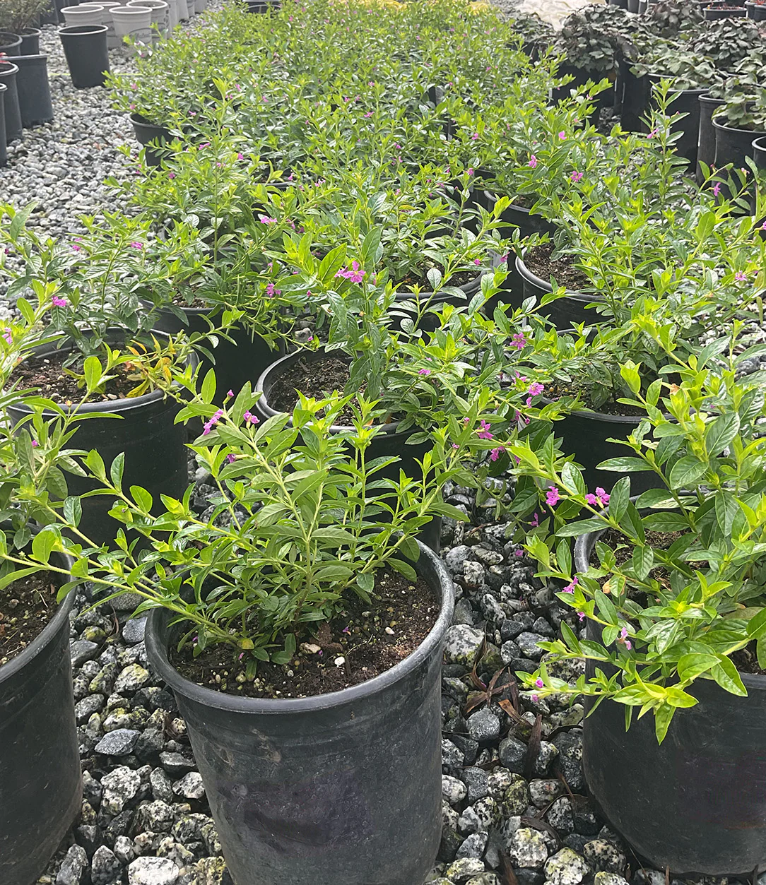 Starlight Cuphea - Cuphea 'Starlight' (Pink)