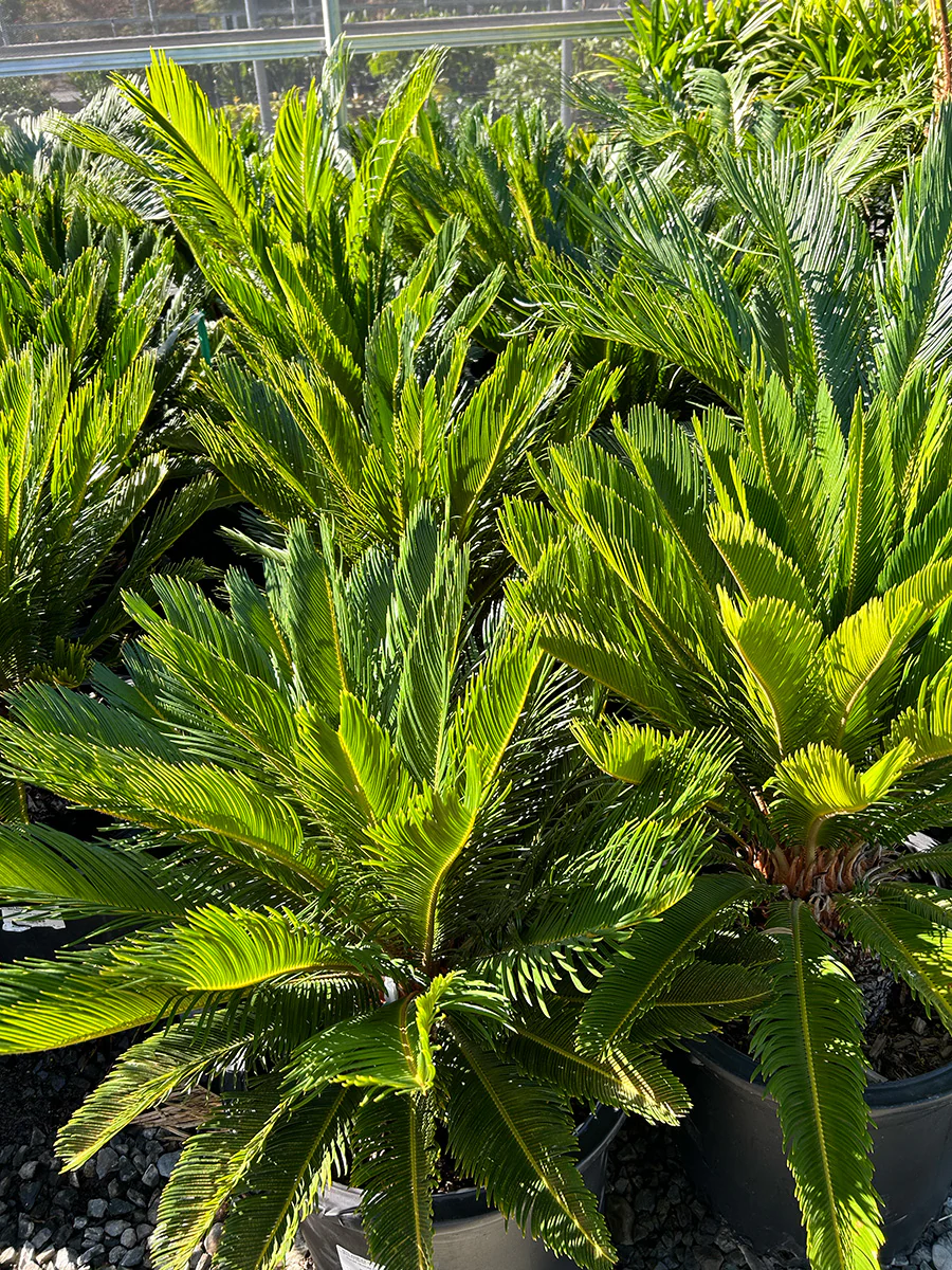 Cycas revoluta (Sago Palm)