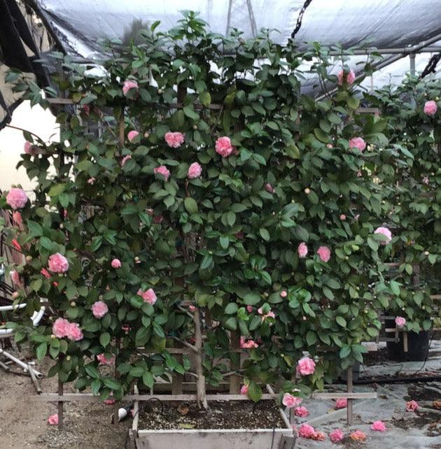 Debutante Camellia - Camellia japonica 'Debutante' - Image 3