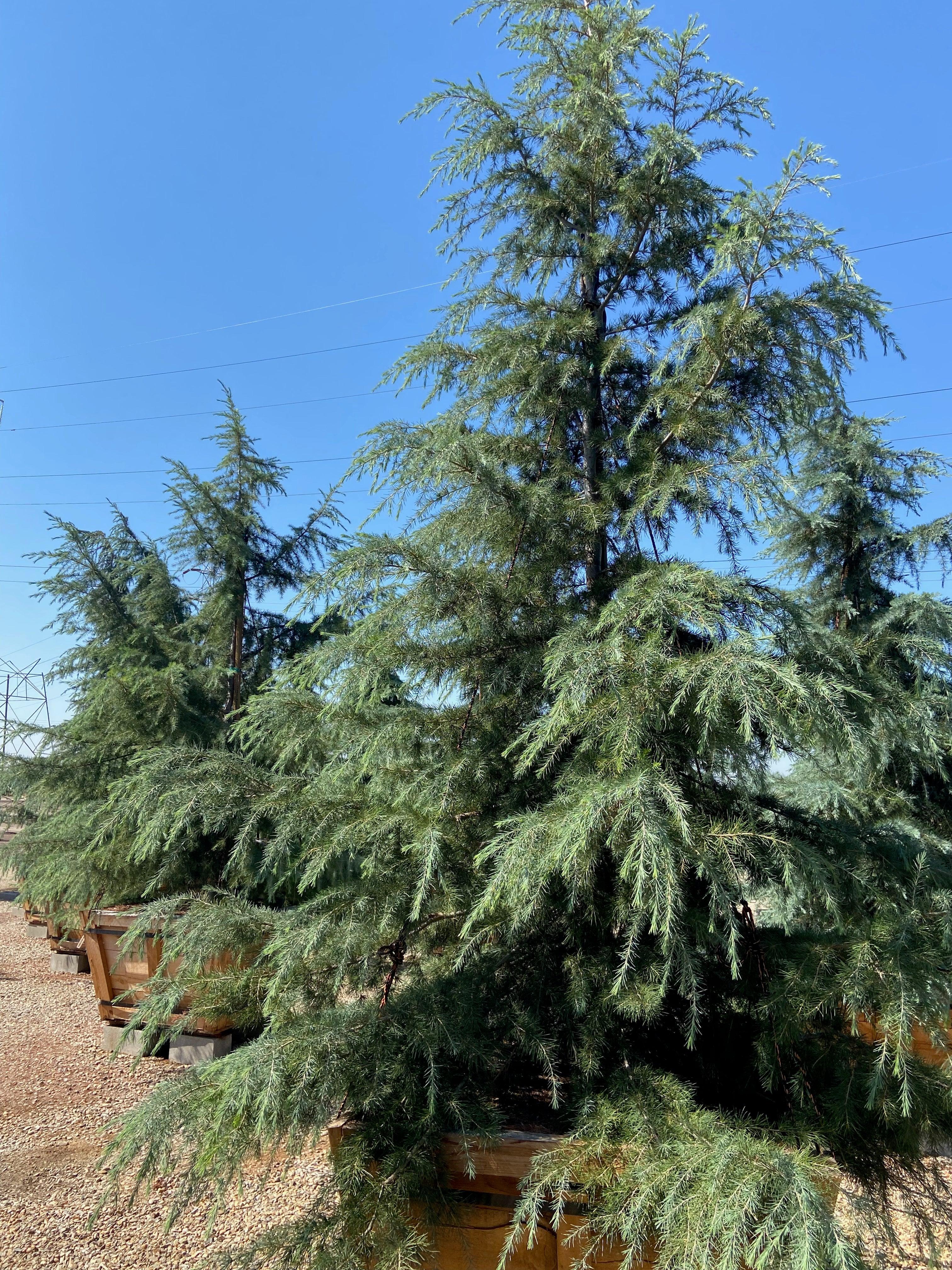 Cedrus Deodara - Deodar Cedar - Image 3