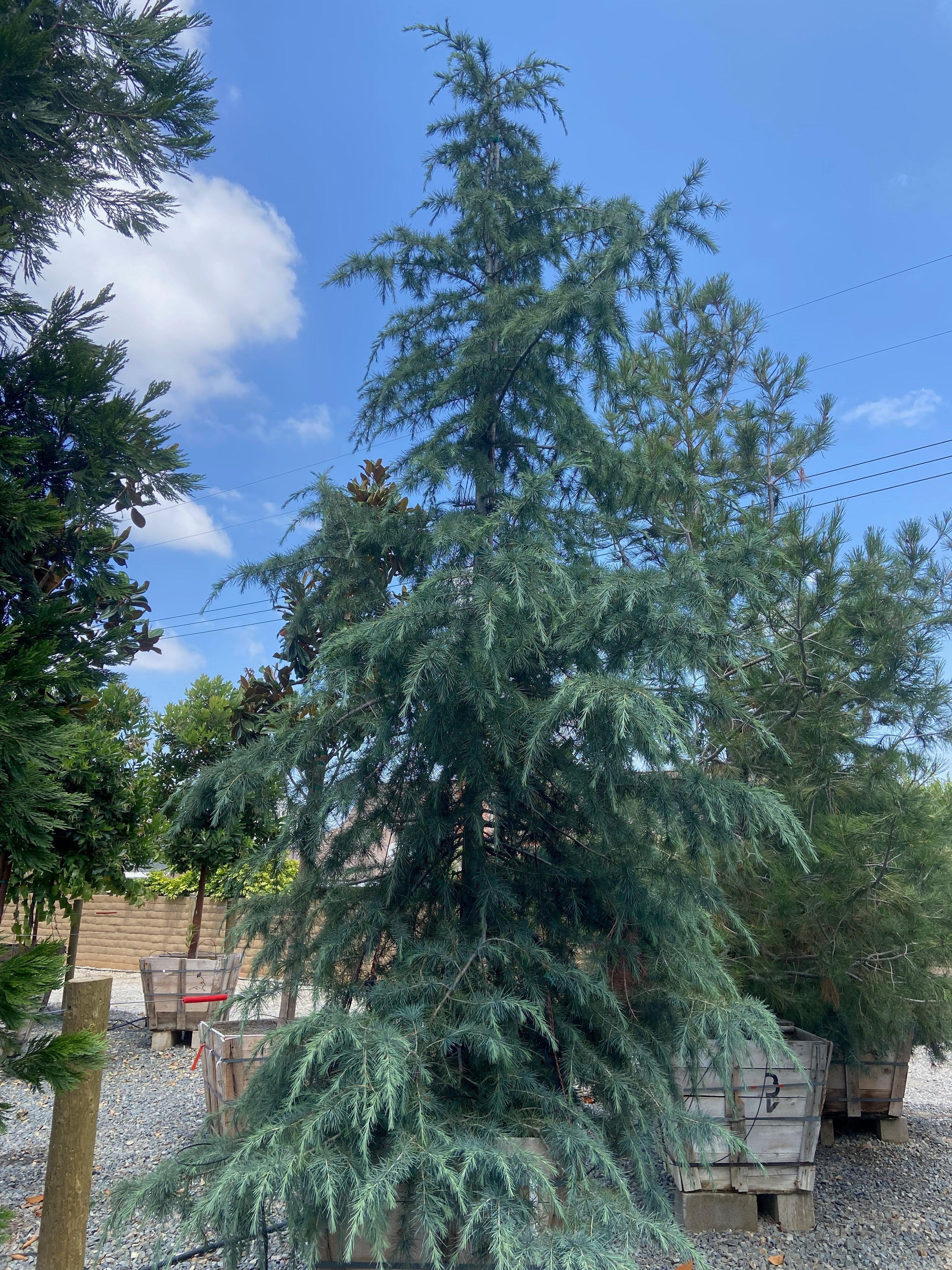 Cedrus Deodara - Deodar Cedar - Image 4