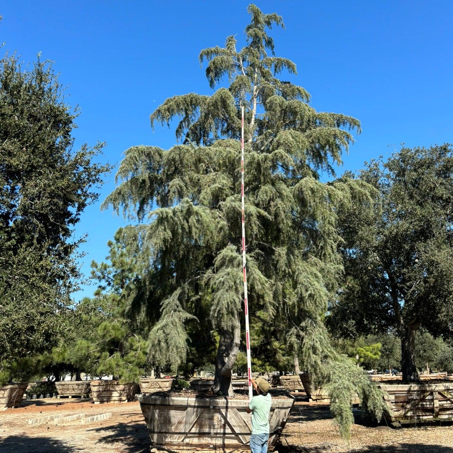 Cedrus Deodara - Deodar Cedar - Image 5
