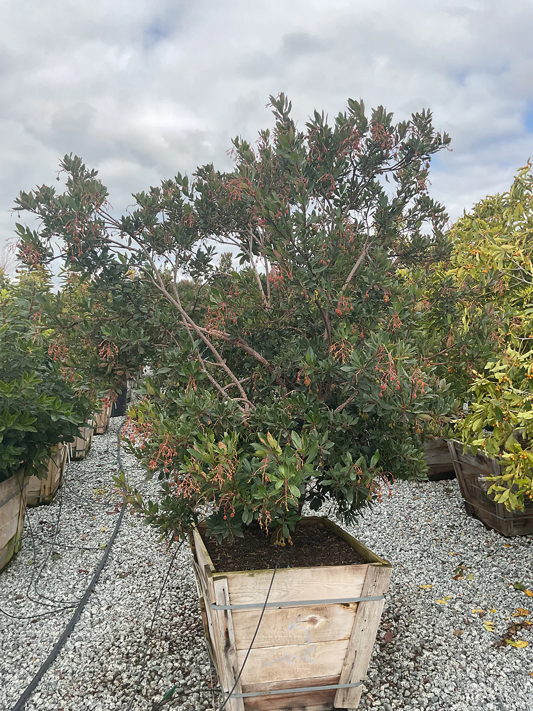 Arbutus Unedo 'Compacta' - Dwarf Strawberry Tree - Image 4