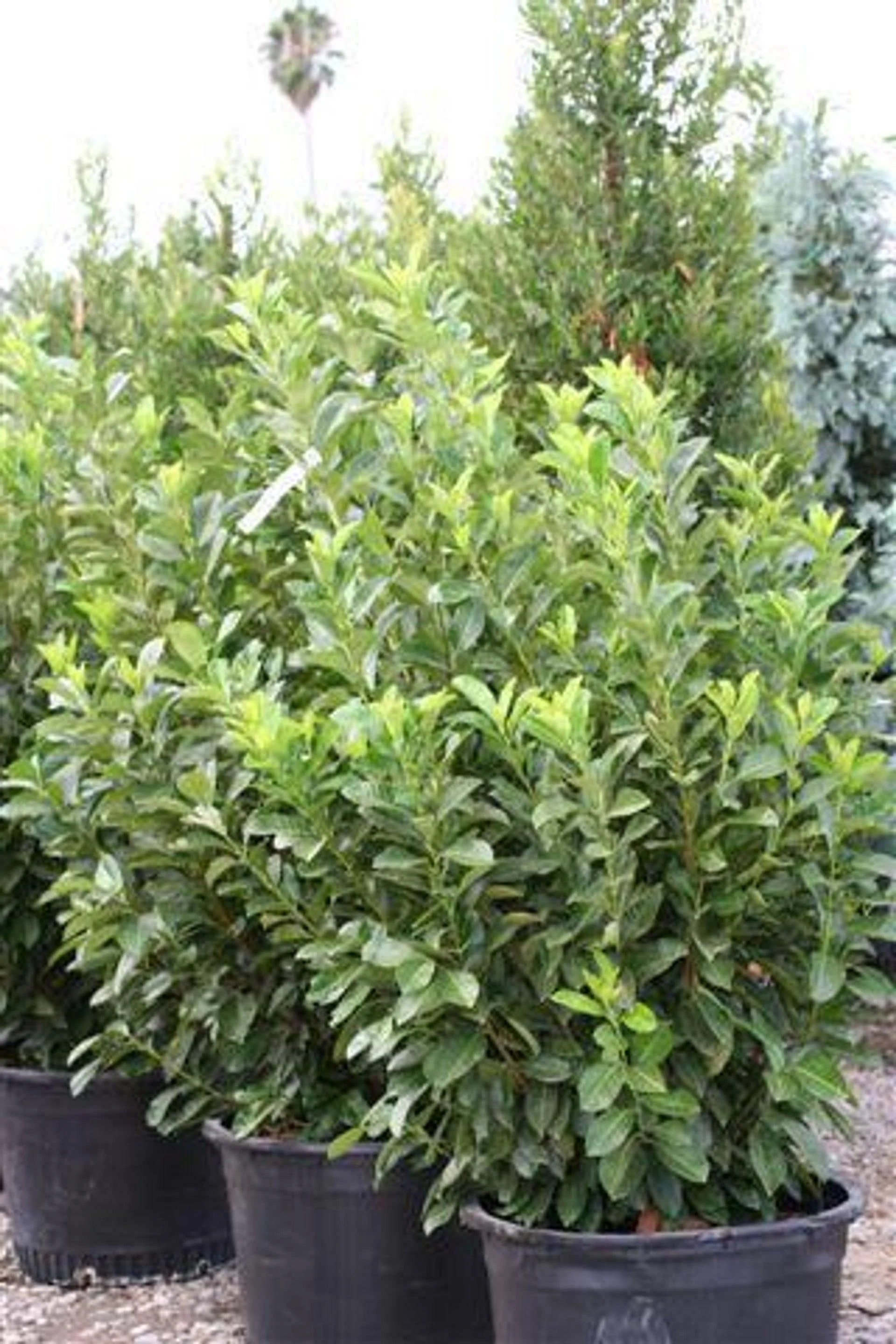 English Laurel - Prunus Laurocerasus - Image 3