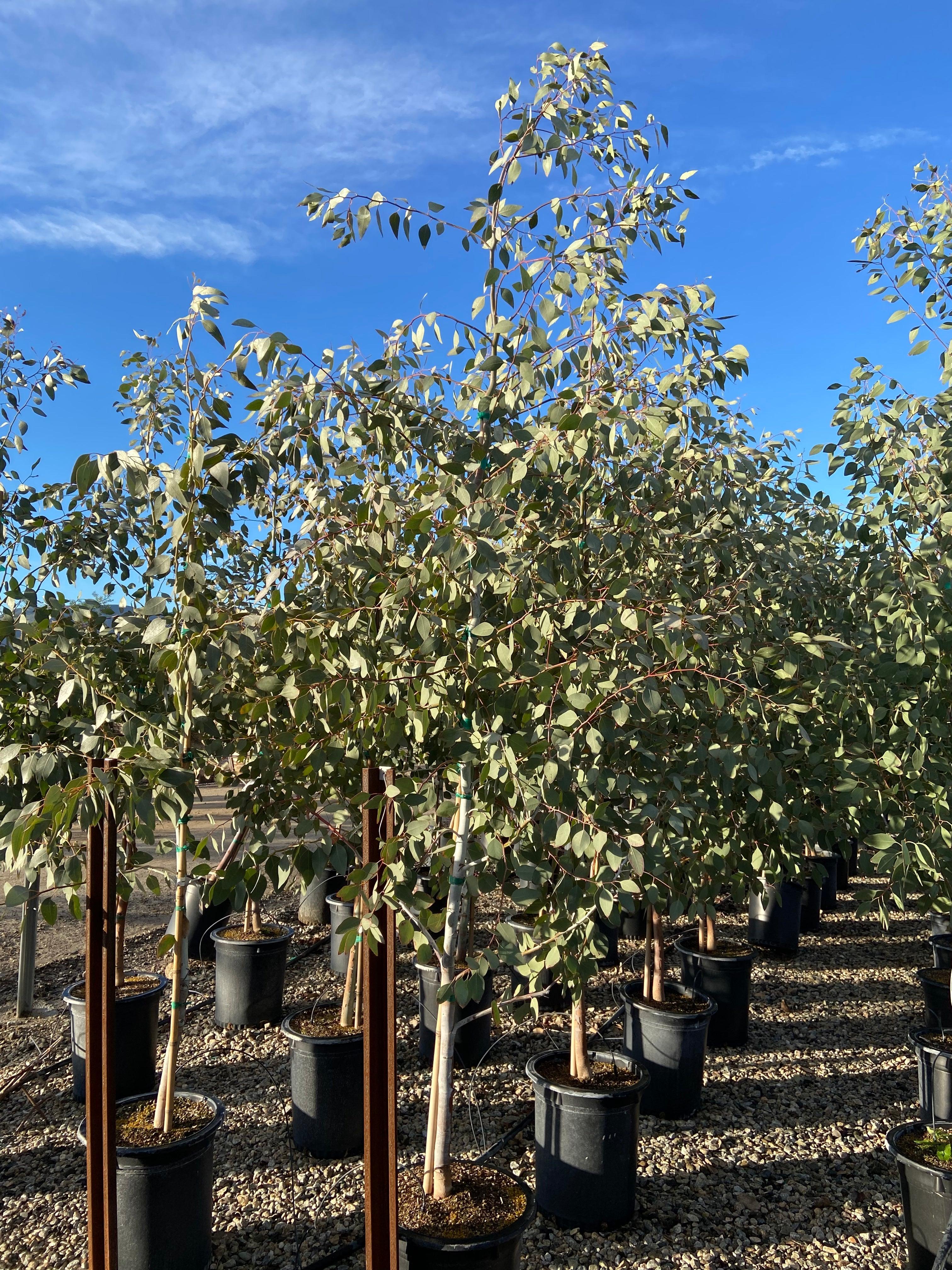 Orange Gum - Eucalyptus Prava