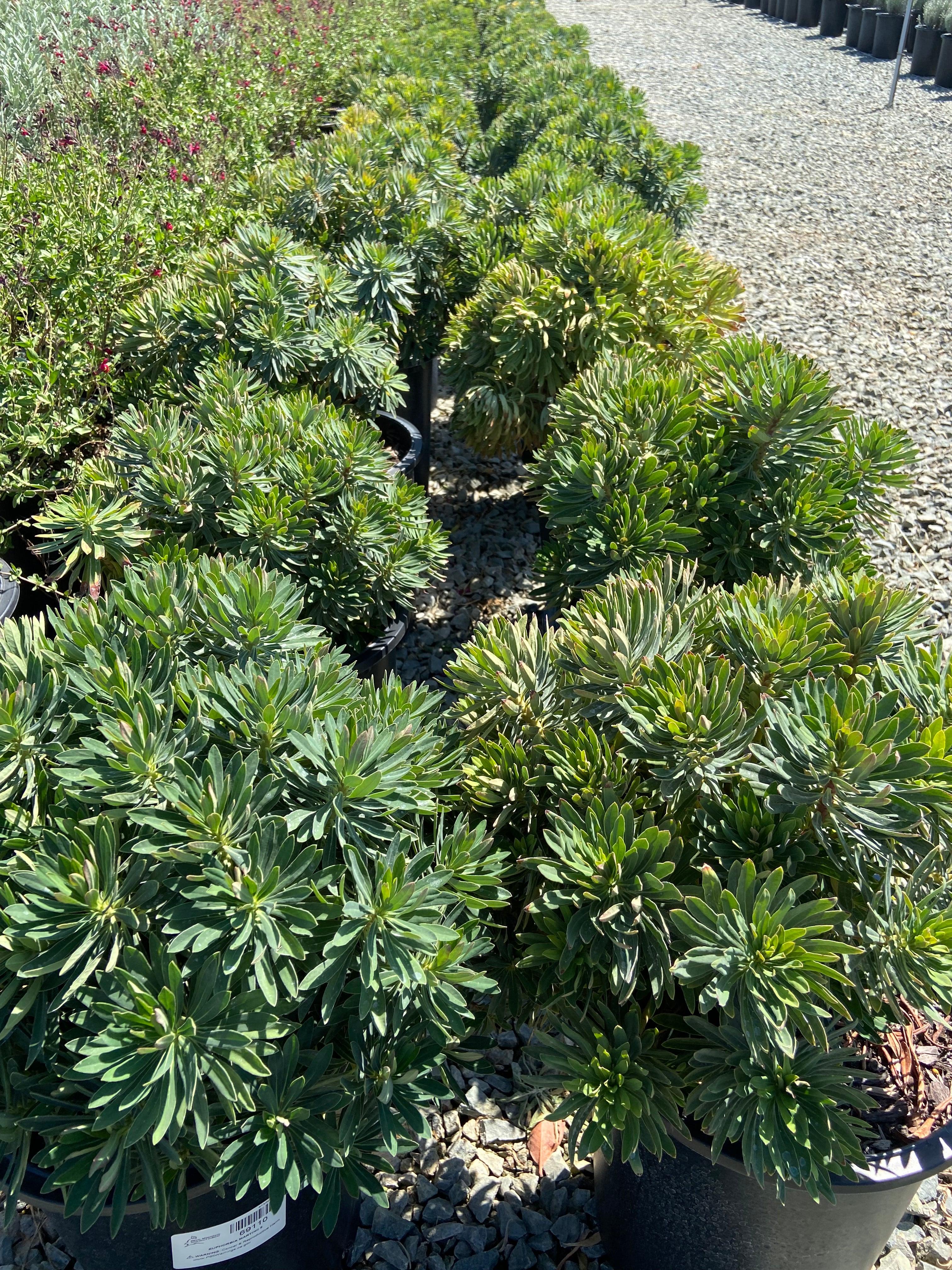 Dwarf Bush Spurge - Euphorbia Martinii