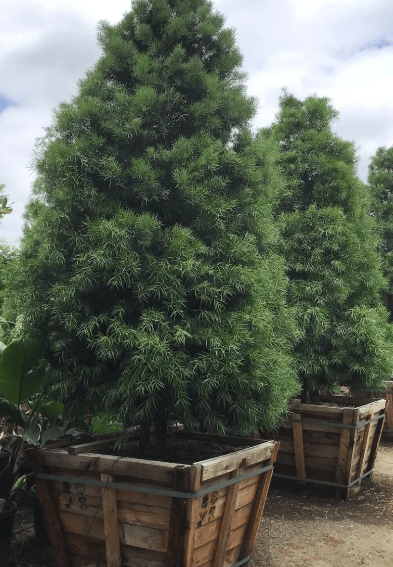 Podocarpus - Fern Pine Hedge - Image 3