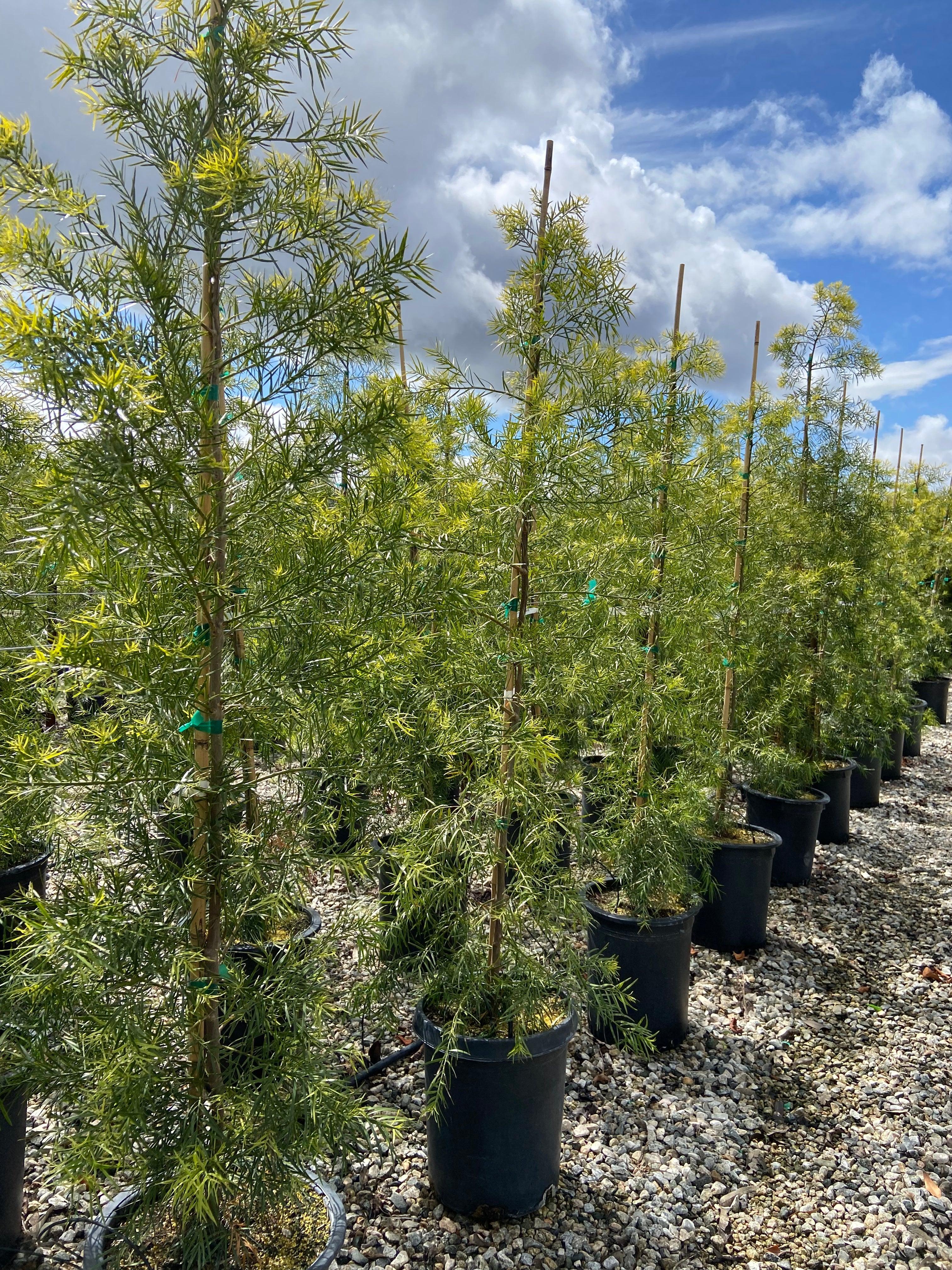 Podocarpus - Fern Pine Hedge - Image 5