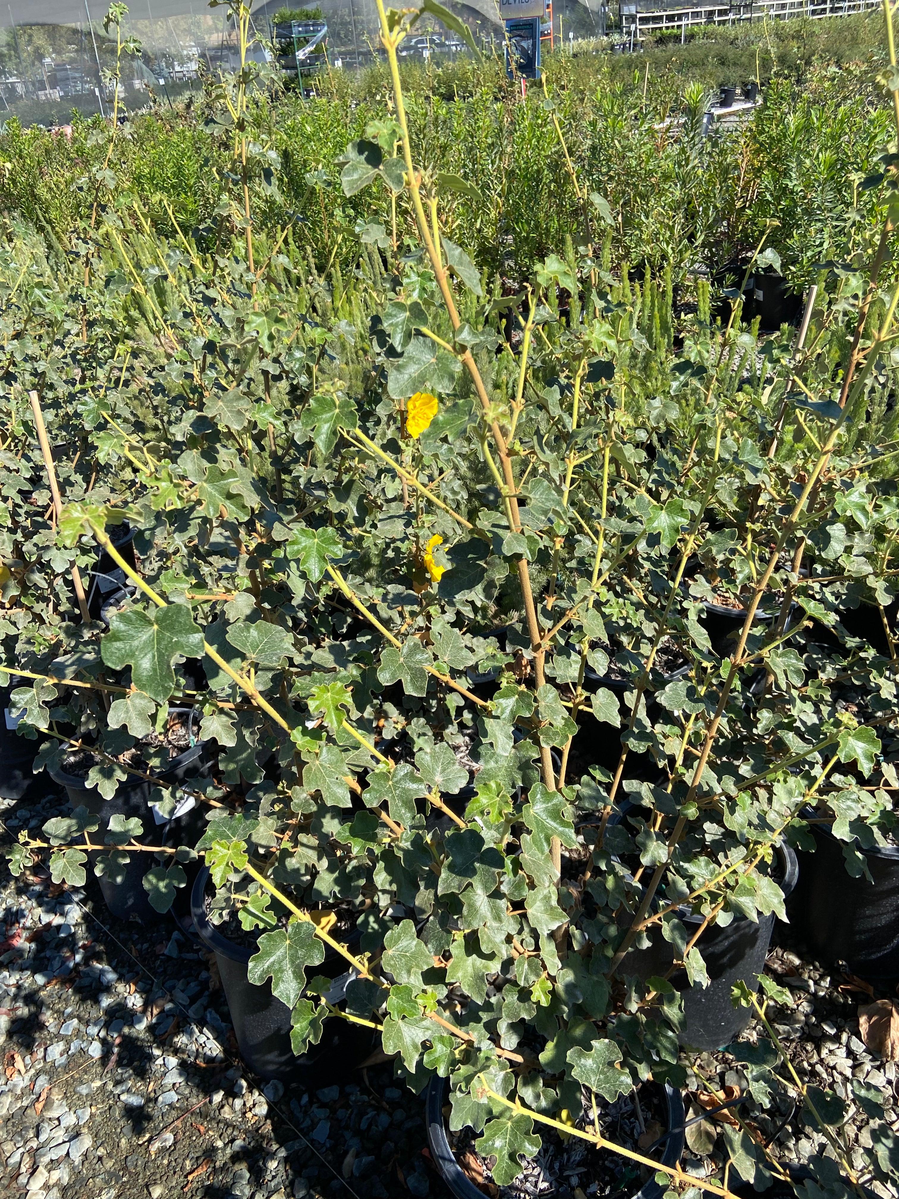 Flannel Bush - Fremontodendron - Image 2