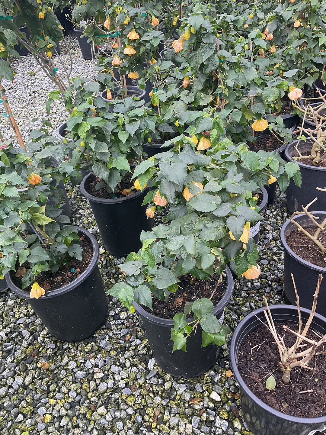 Flowering Maple - Abutilon 'Golden Ruffles'