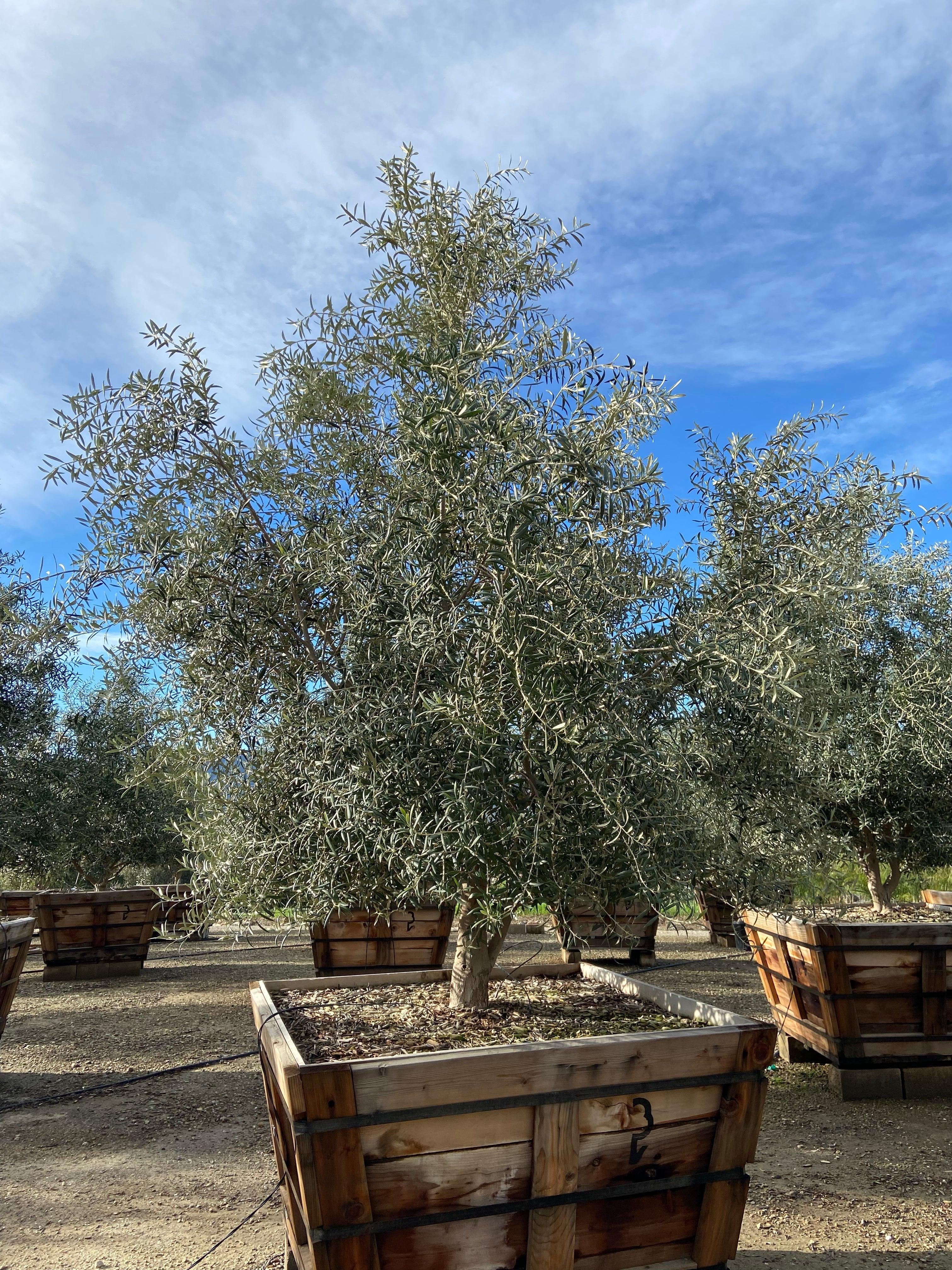 Swan Hill Olives® Olive Tree - Olea Europaea 'Swan Hill' - Image 3