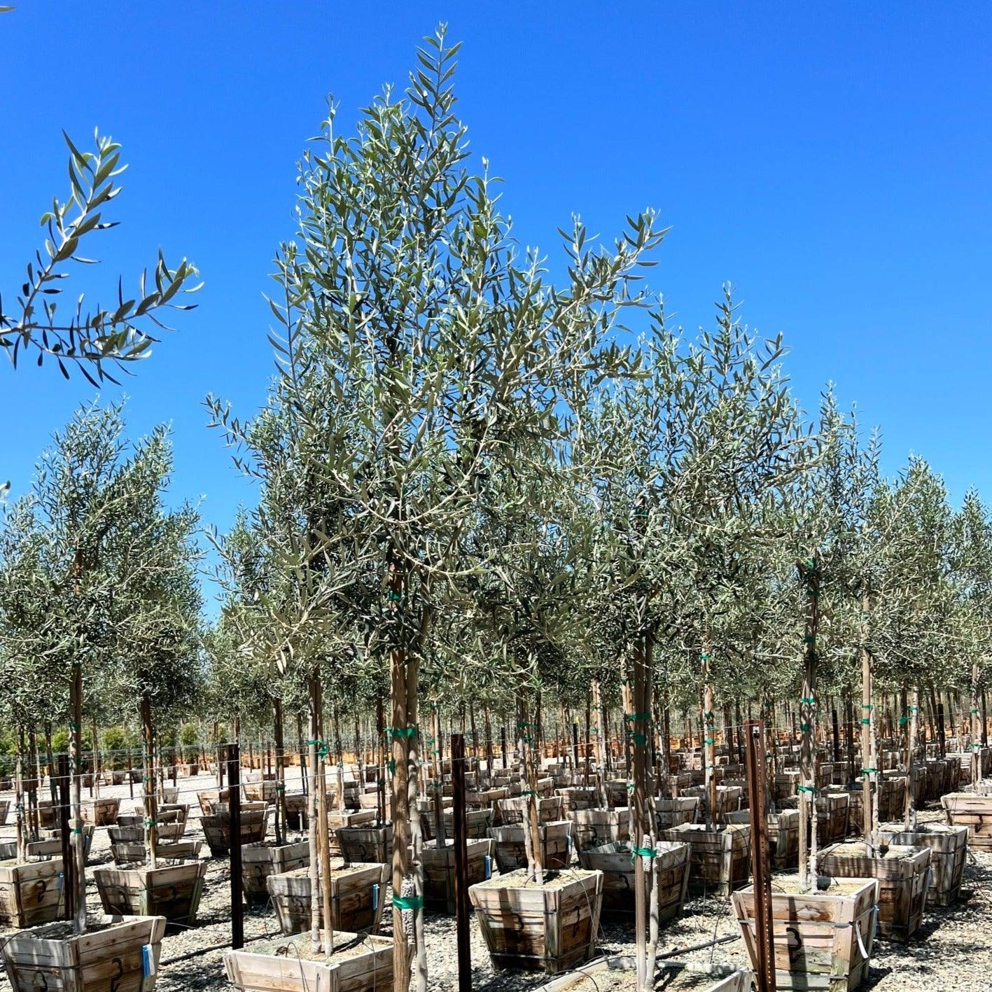 Swan Hill Olives® Olive Tree - Olea Europaea 'Swan Hill' - Image 4