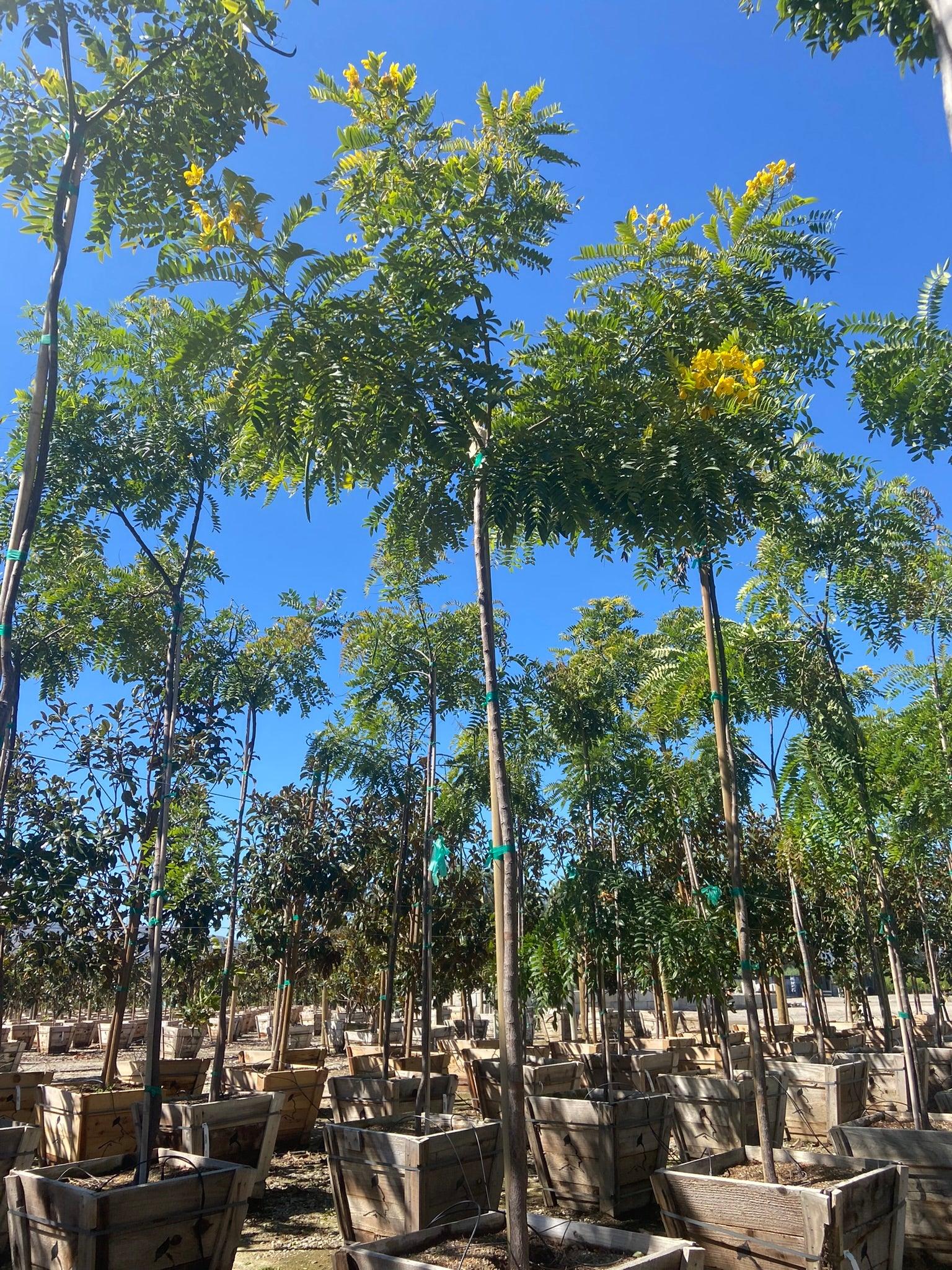 Gold Medallion Tree (Cassia Leptophylla) - Image 4
