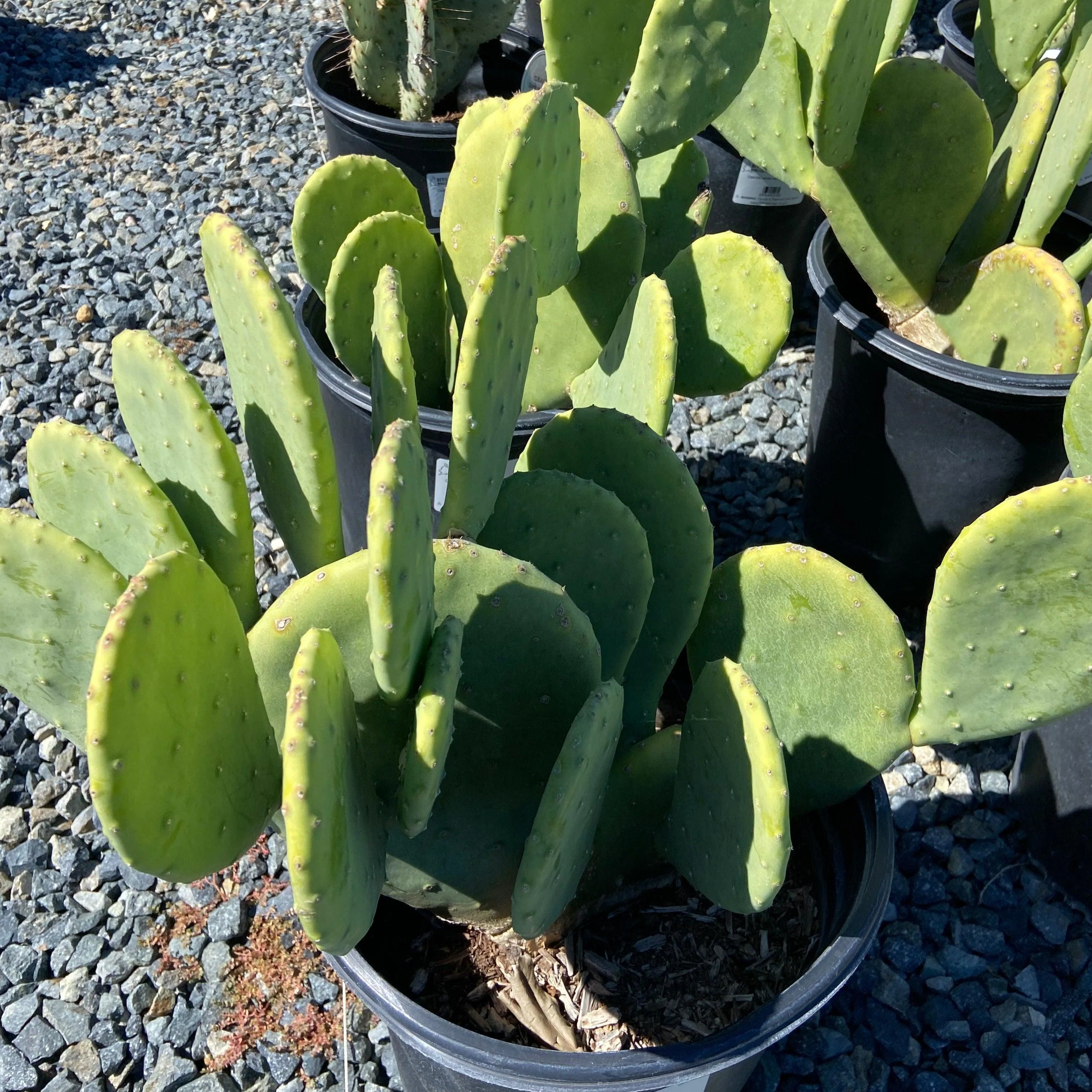 Hardy Spineless Prickly Pear - Opuntia cacanapa 'Ellisiana'