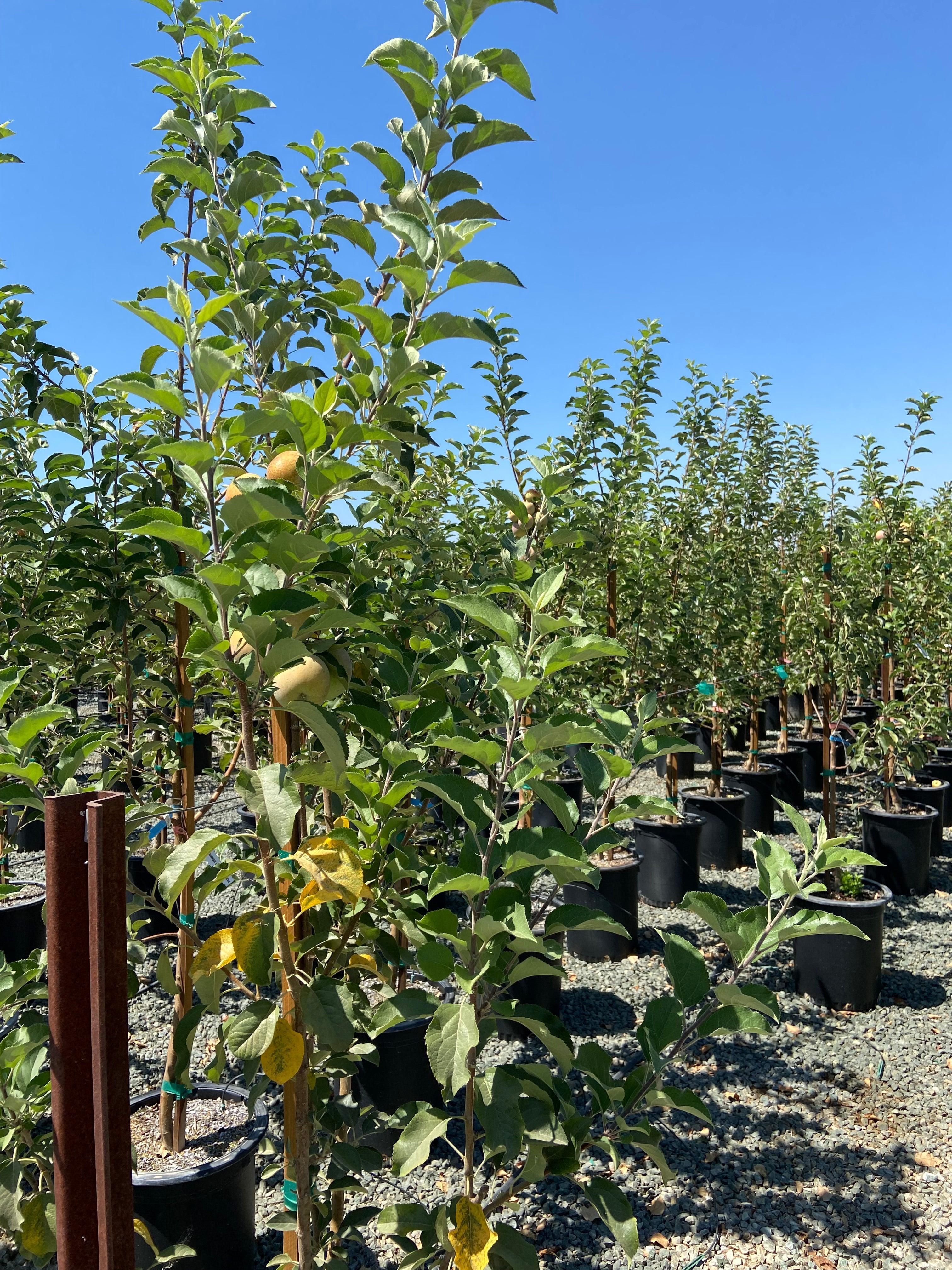 Honeycrisp Apple Tree