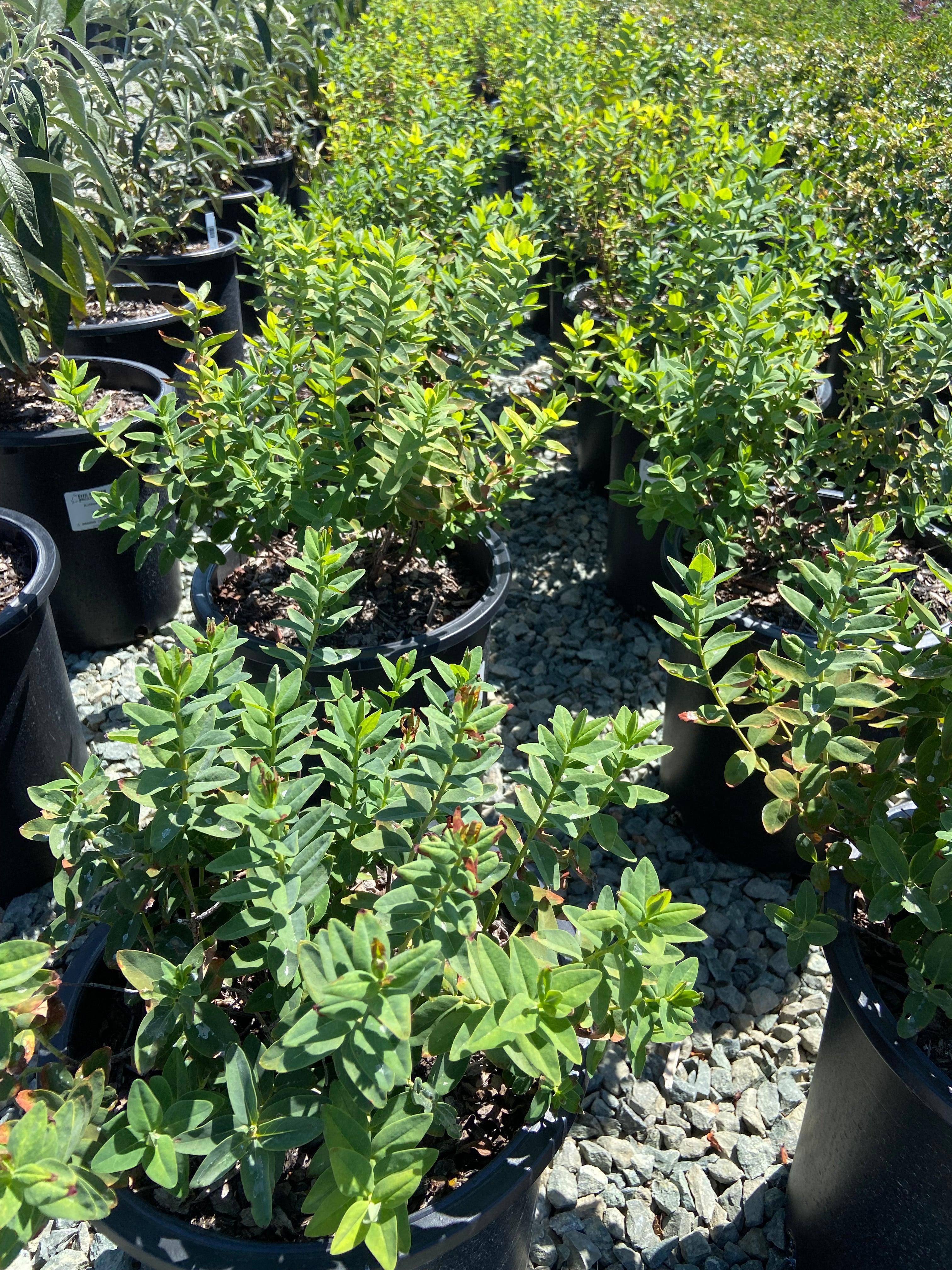 St. John's Wort - Hypericum Moserianum