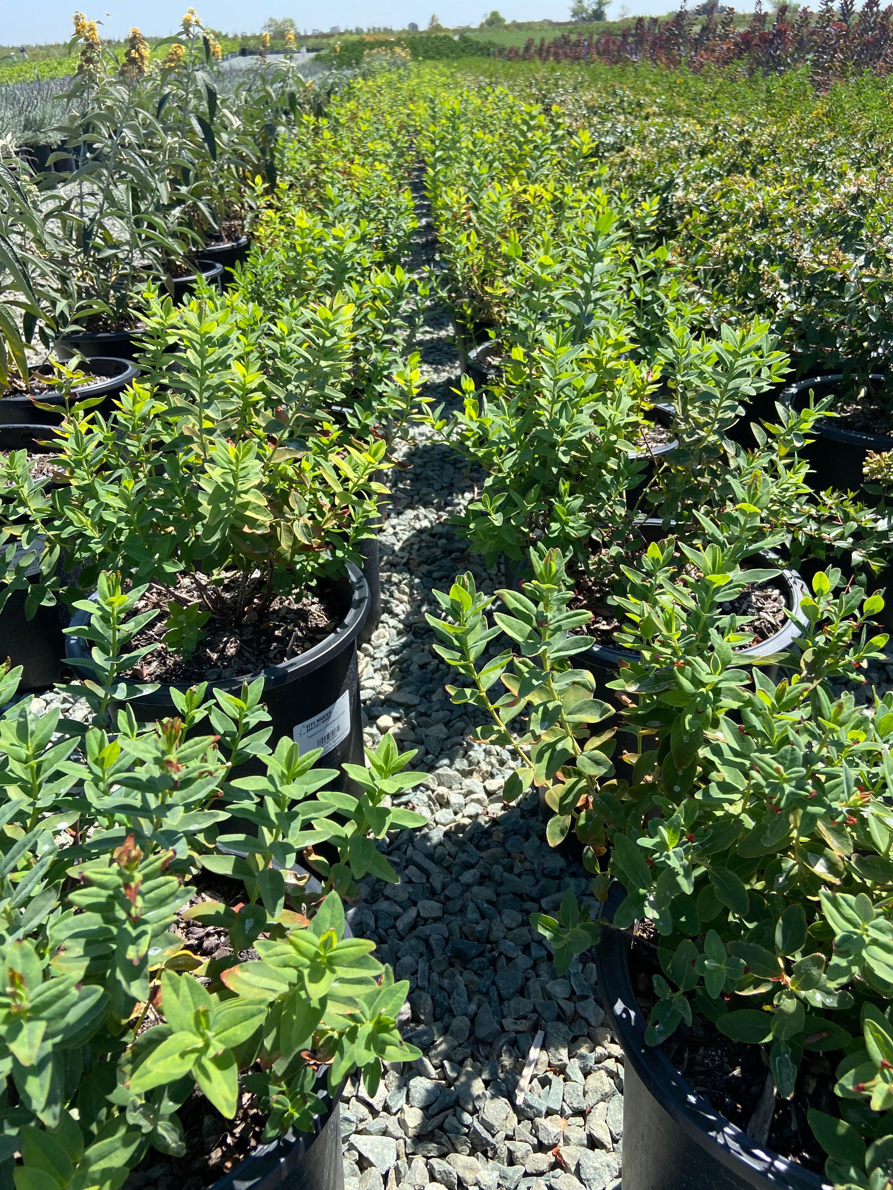 St. John's Wort - Hypericum Moserianum - Image 2