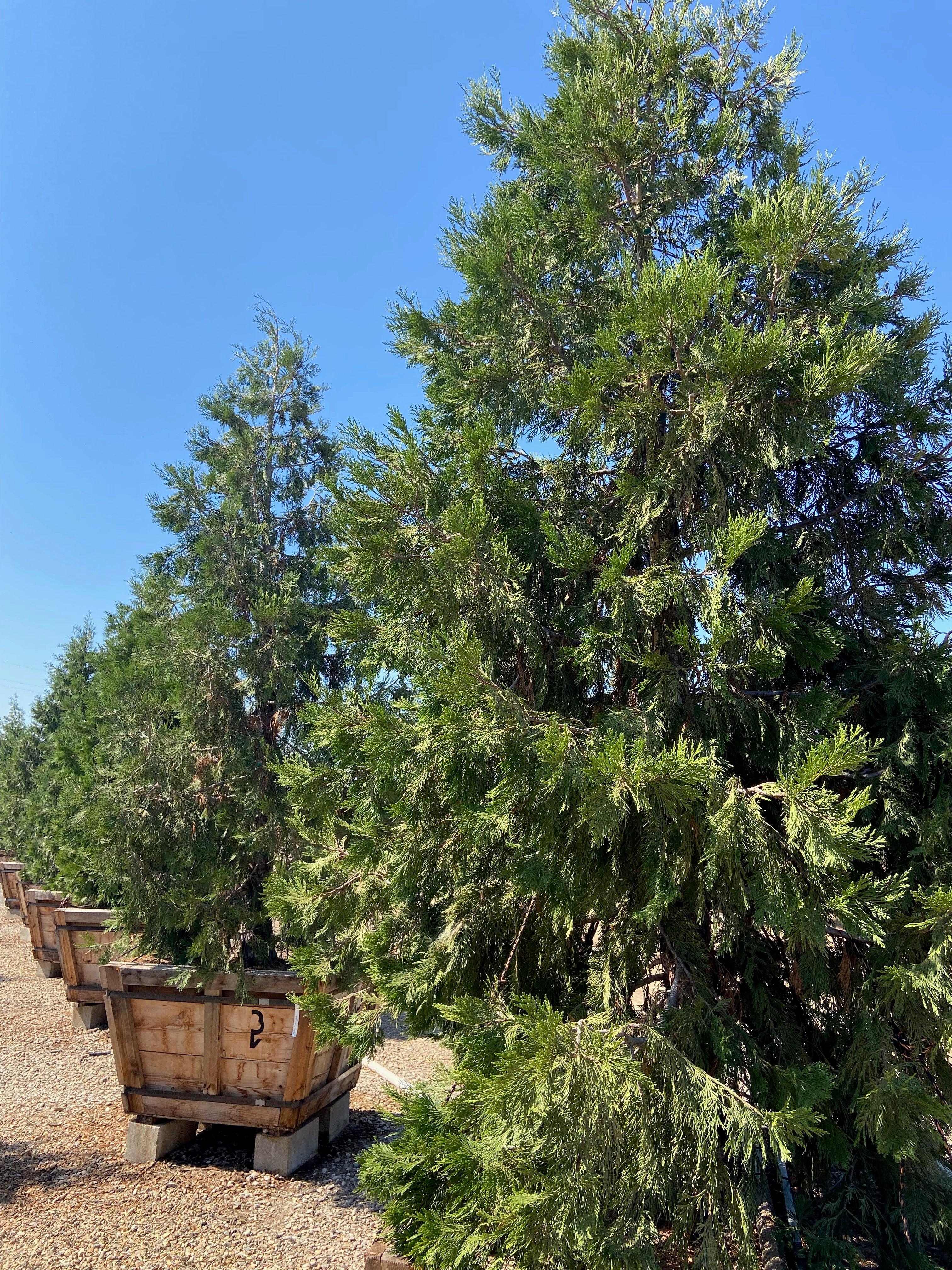 Incense Cedar (Calocedrus Decurrens) - Image 3