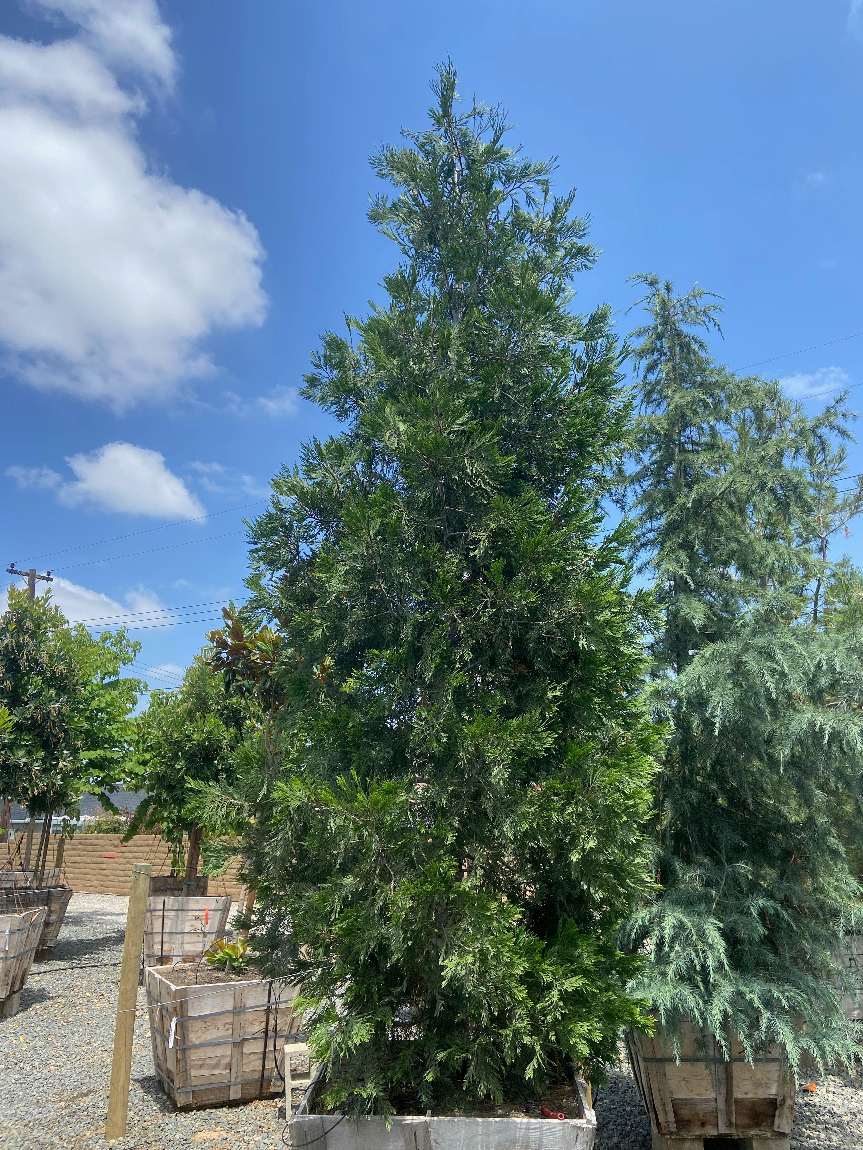 Incense Cedar (Calocedrus Decurrens) - Image 4