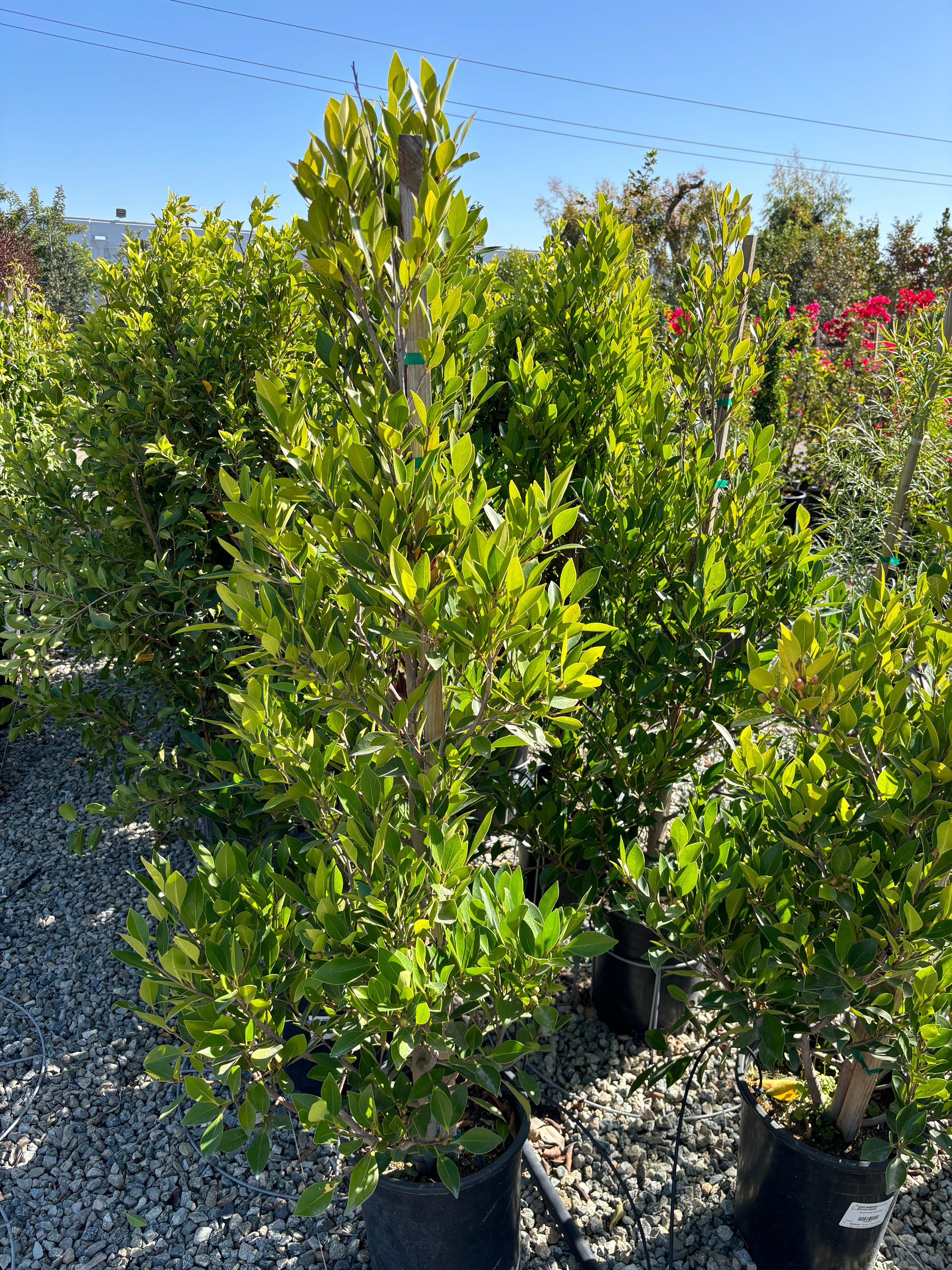 Ficus Nitida (Indian Laurel) - Image 3