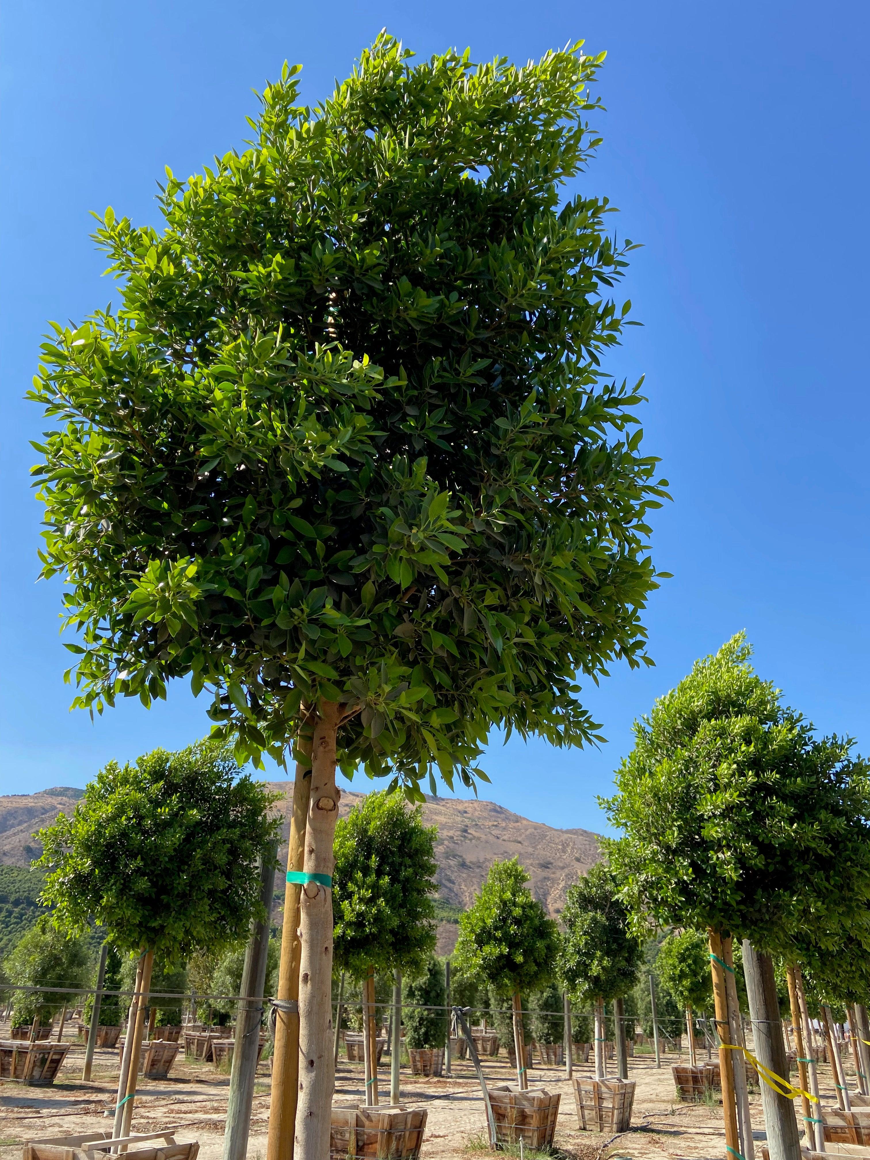 Ficus Tree - Ficus nitida - Image 3
