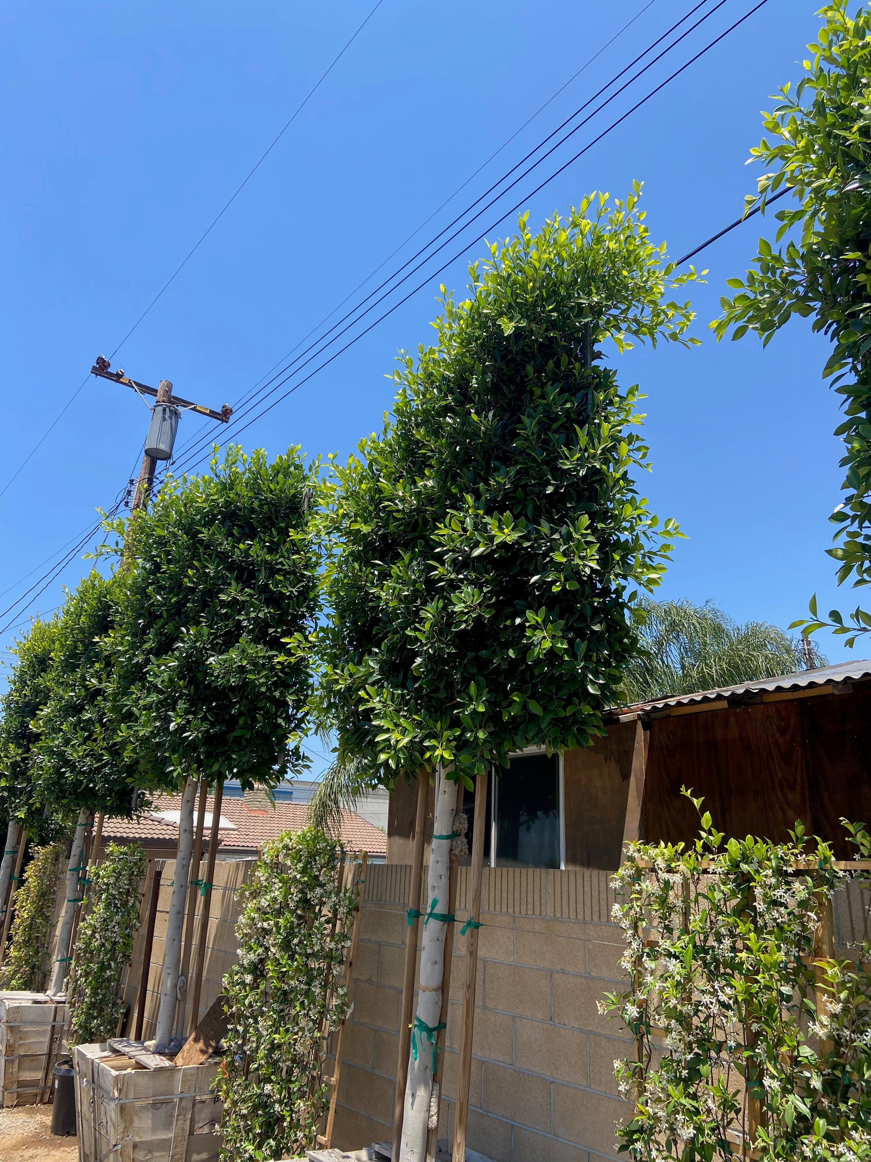 Ficus Tree - Ficus nitida - Image 4