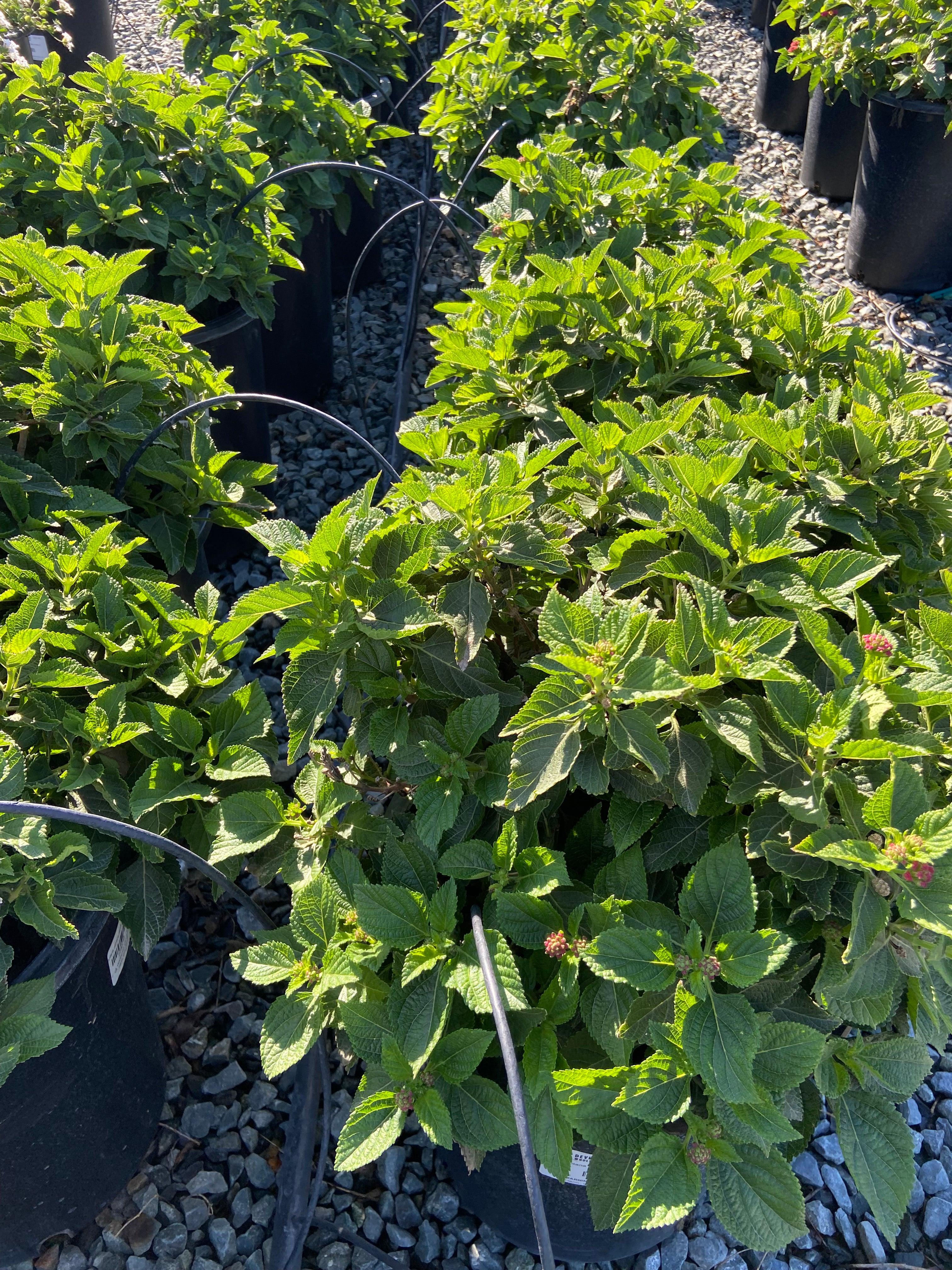 Lantana - Image 3