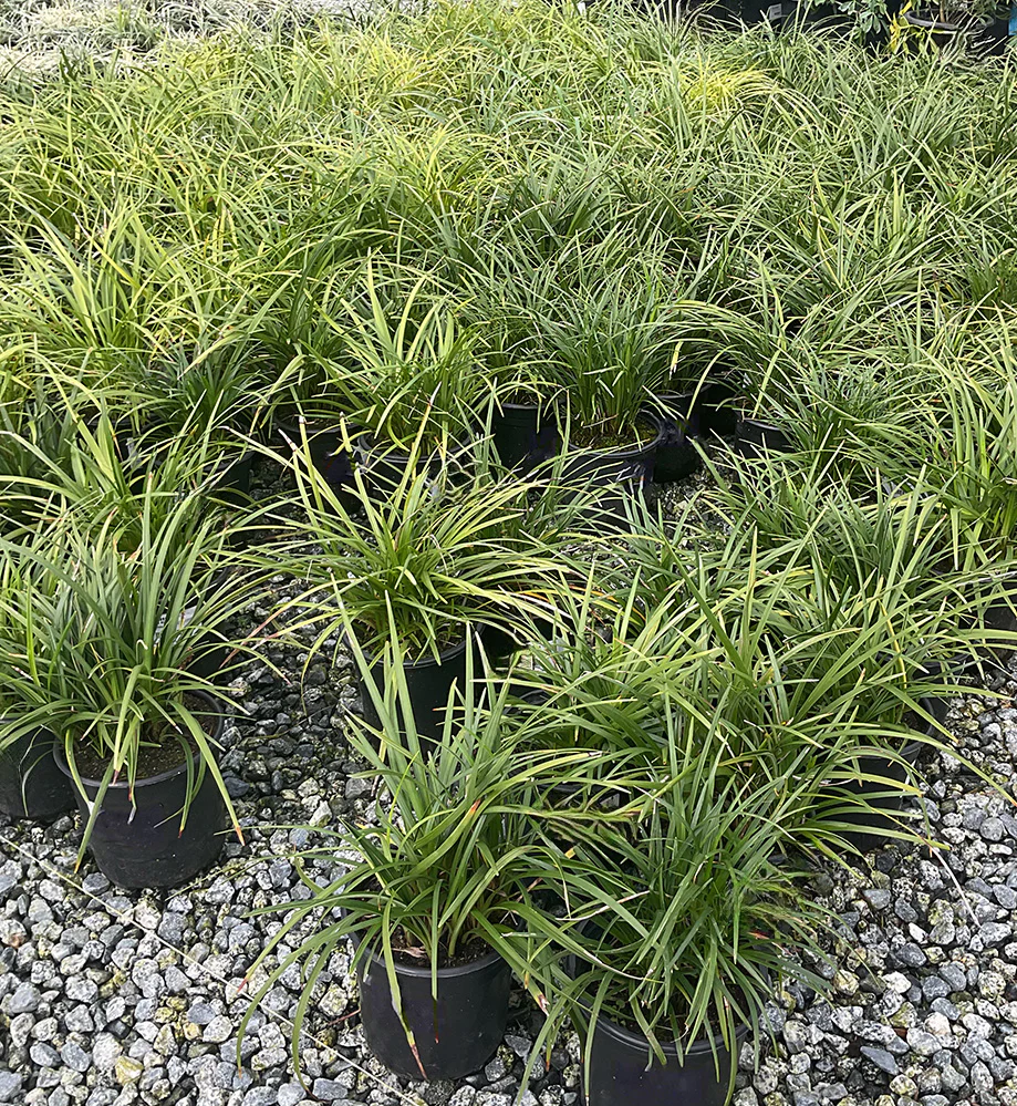 Liriope Muscari (Big Blue Lily Turf)