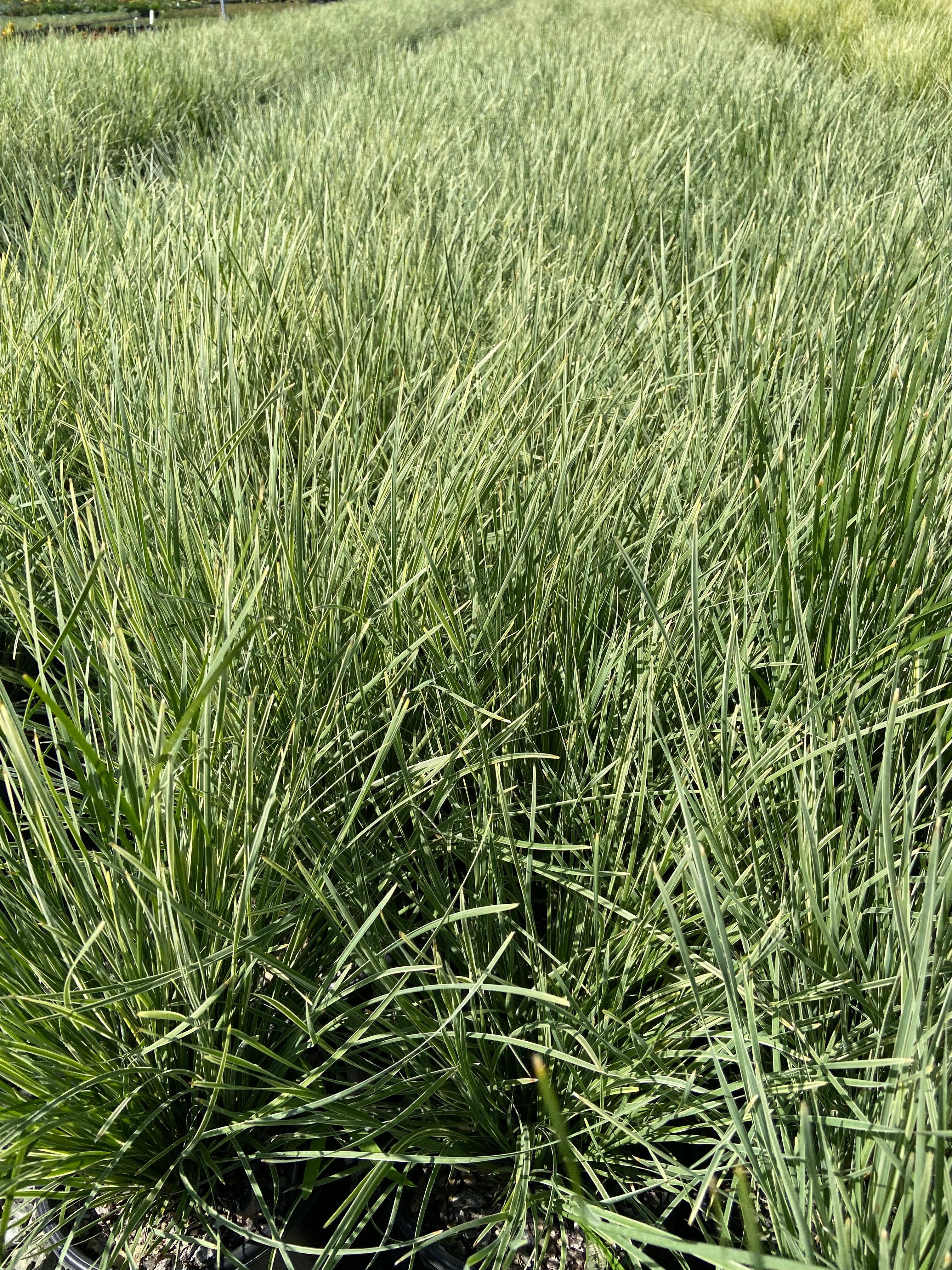 Arctic Frost Mat Rush - Lomandra Arctic Frost - Image 3
