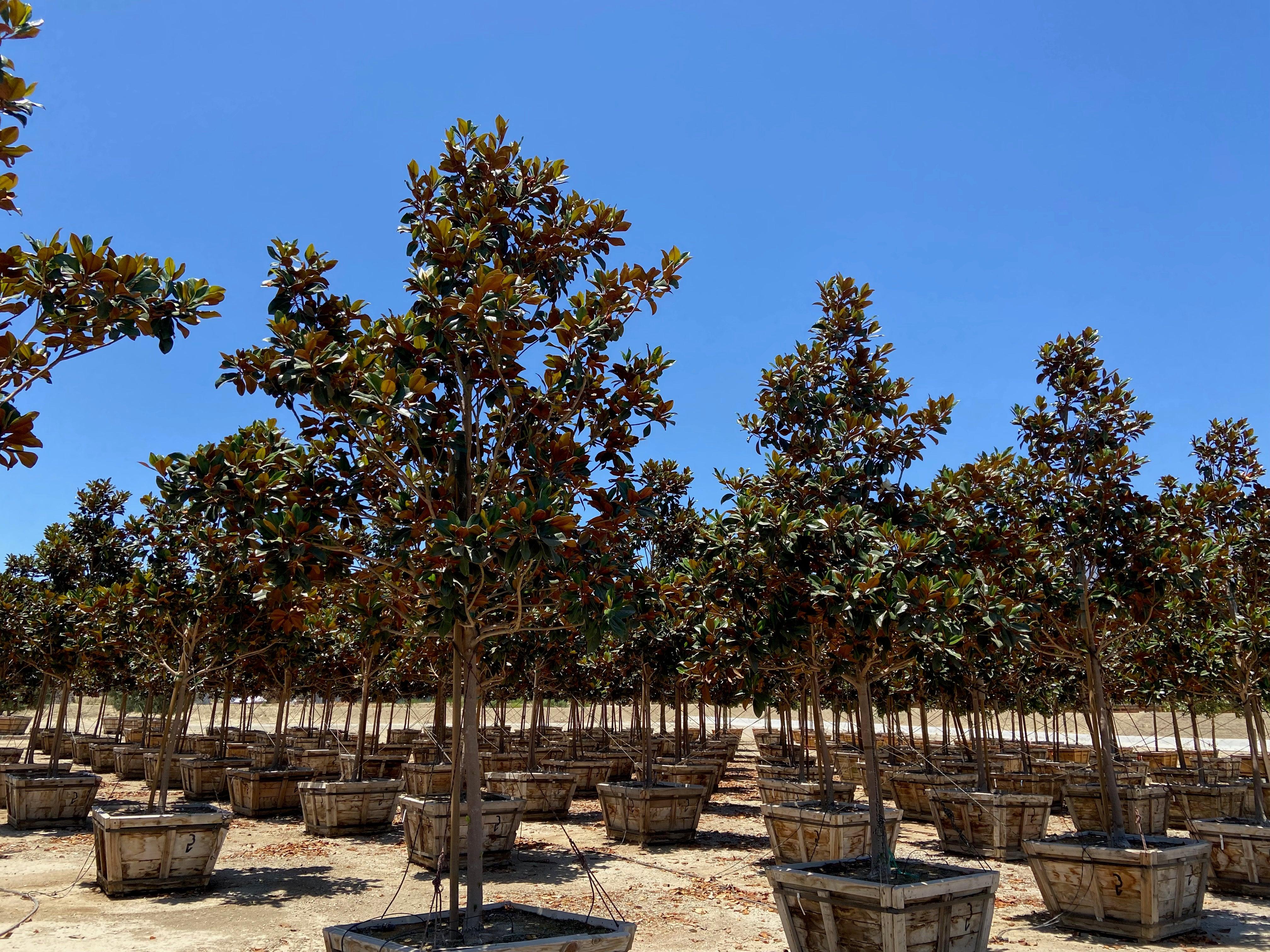 DD Blanchard Magnolia - Image 3