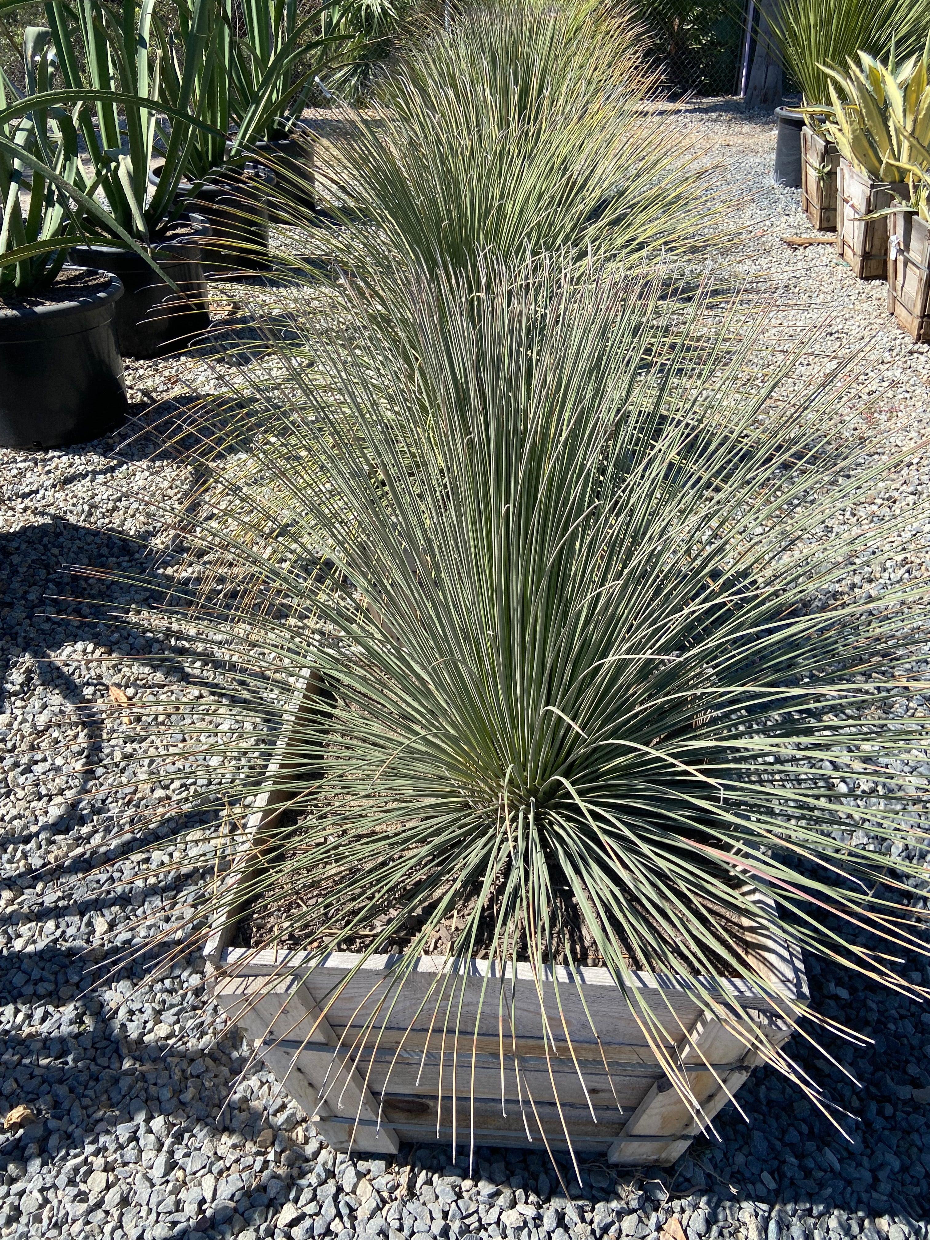 Mexican Grass Tree (Dasylirion Longissimum)