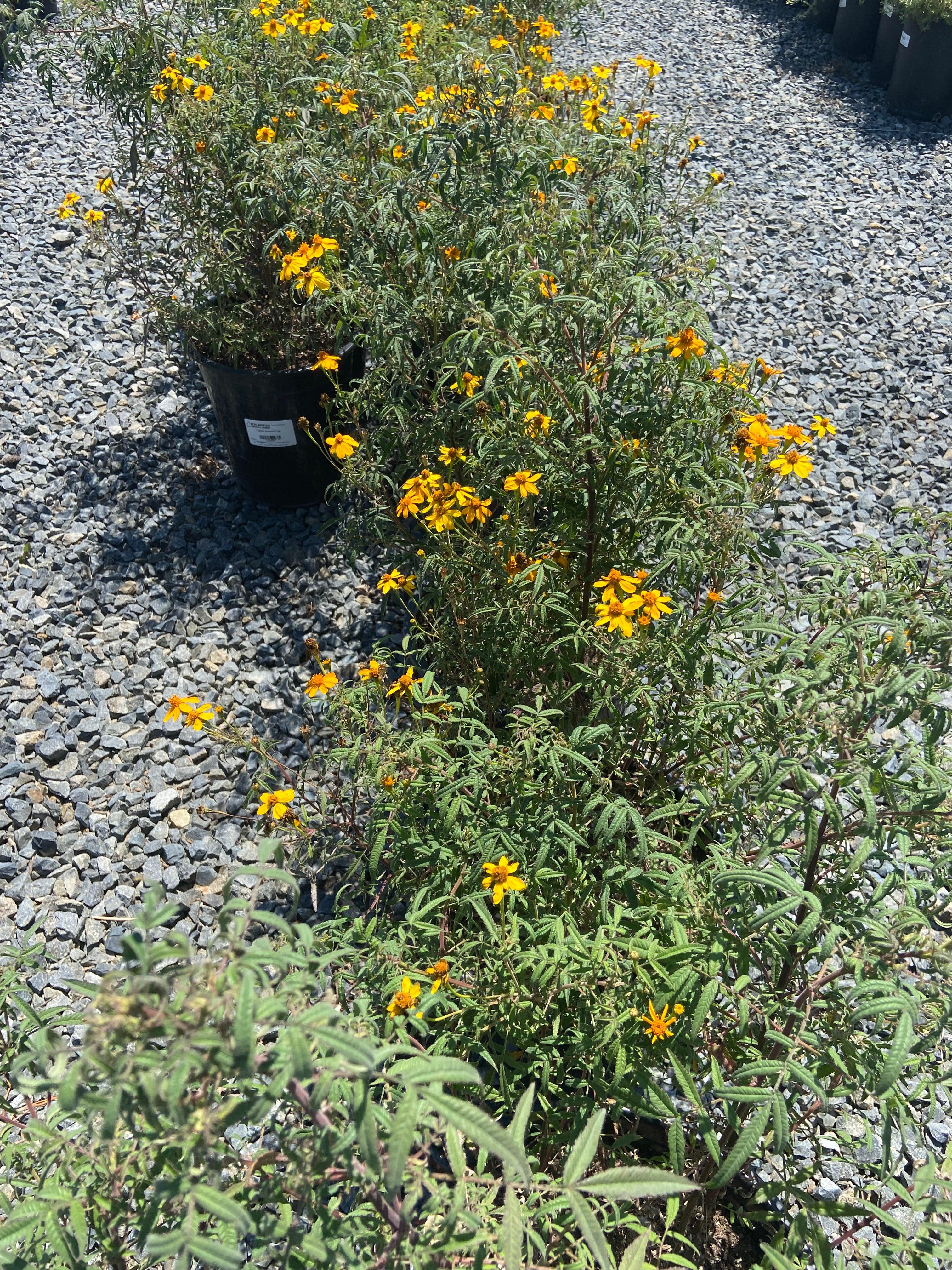 Mexican Marigold - Tagetes lemmonii