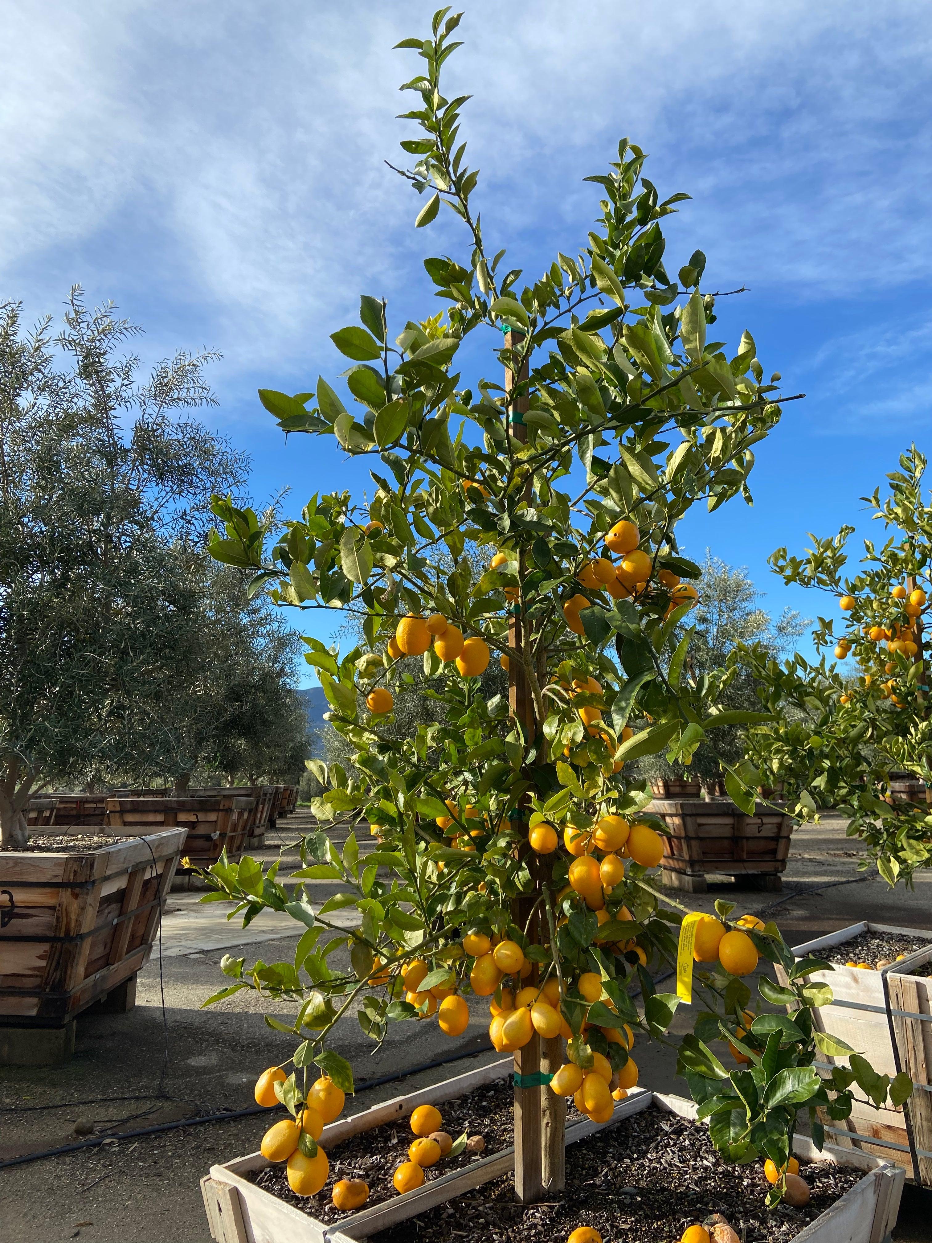 Mature Meyer Lemon Tree For Sale - Image 4