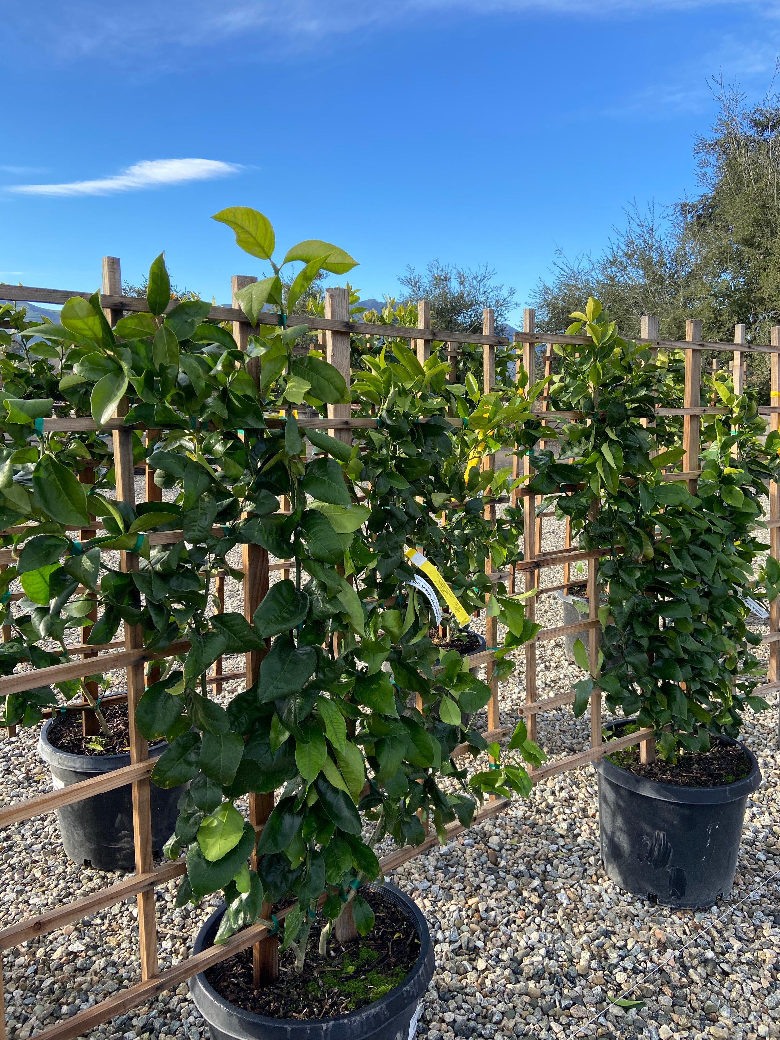 Mature Meyer Lemon Tree For Sale - Image 5