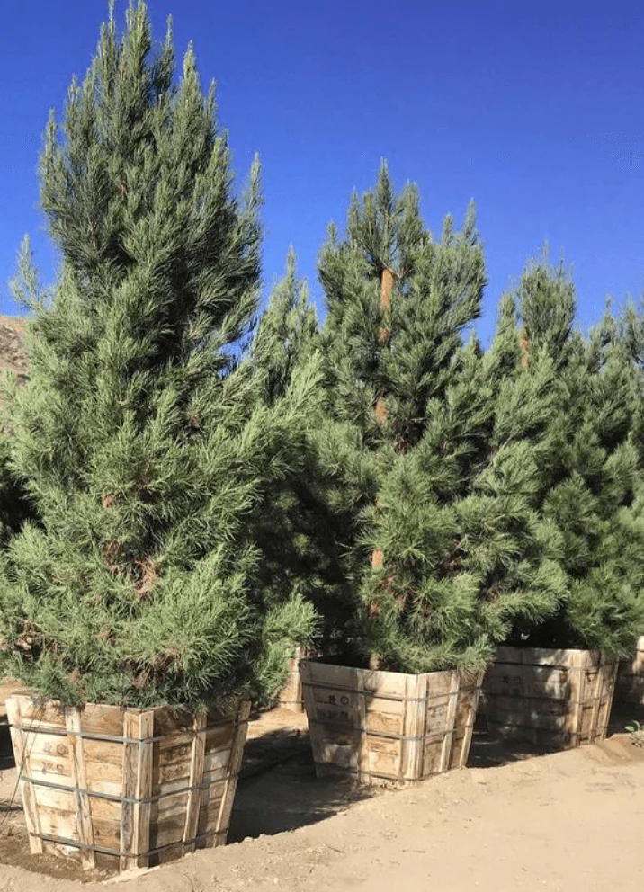 Mondell Pine - Pinus eldarica - Image 3