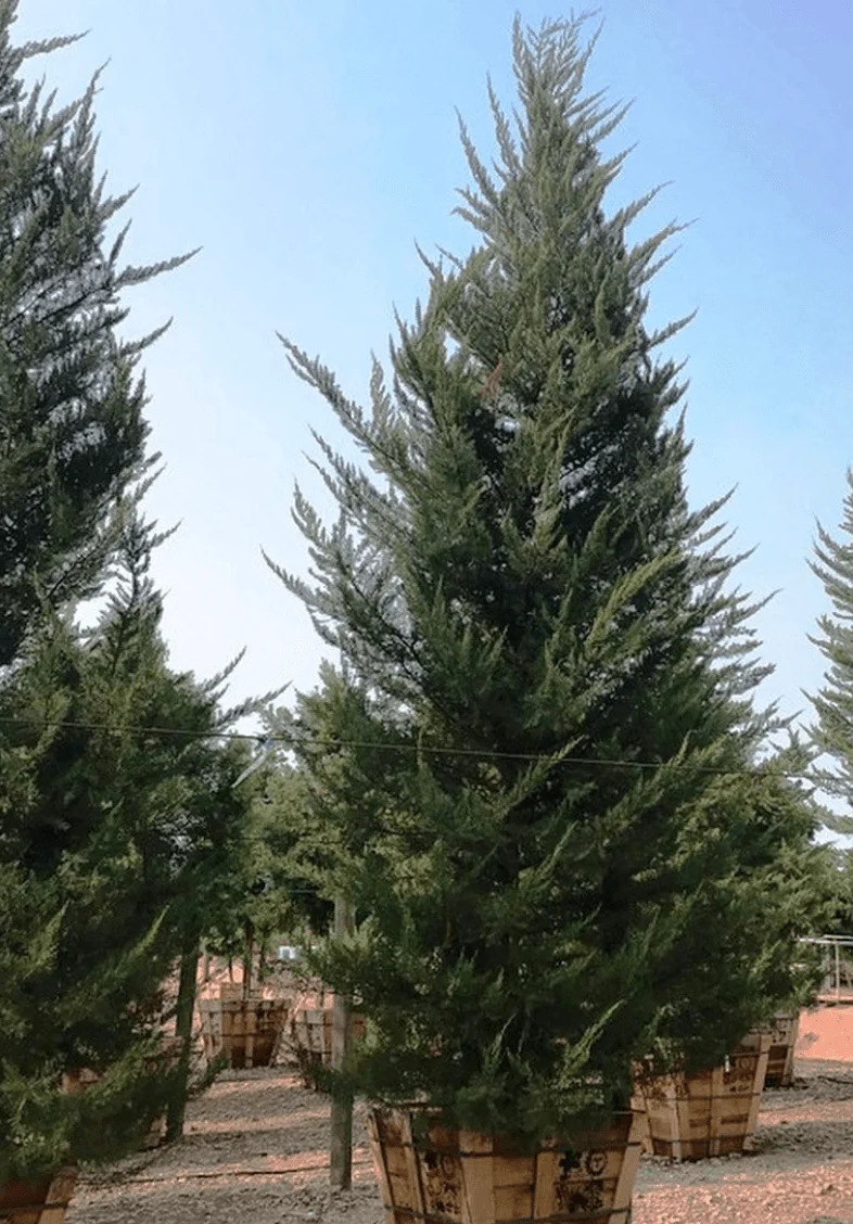 Monterey Cypress - Cupressus macrocarpa - Image 3