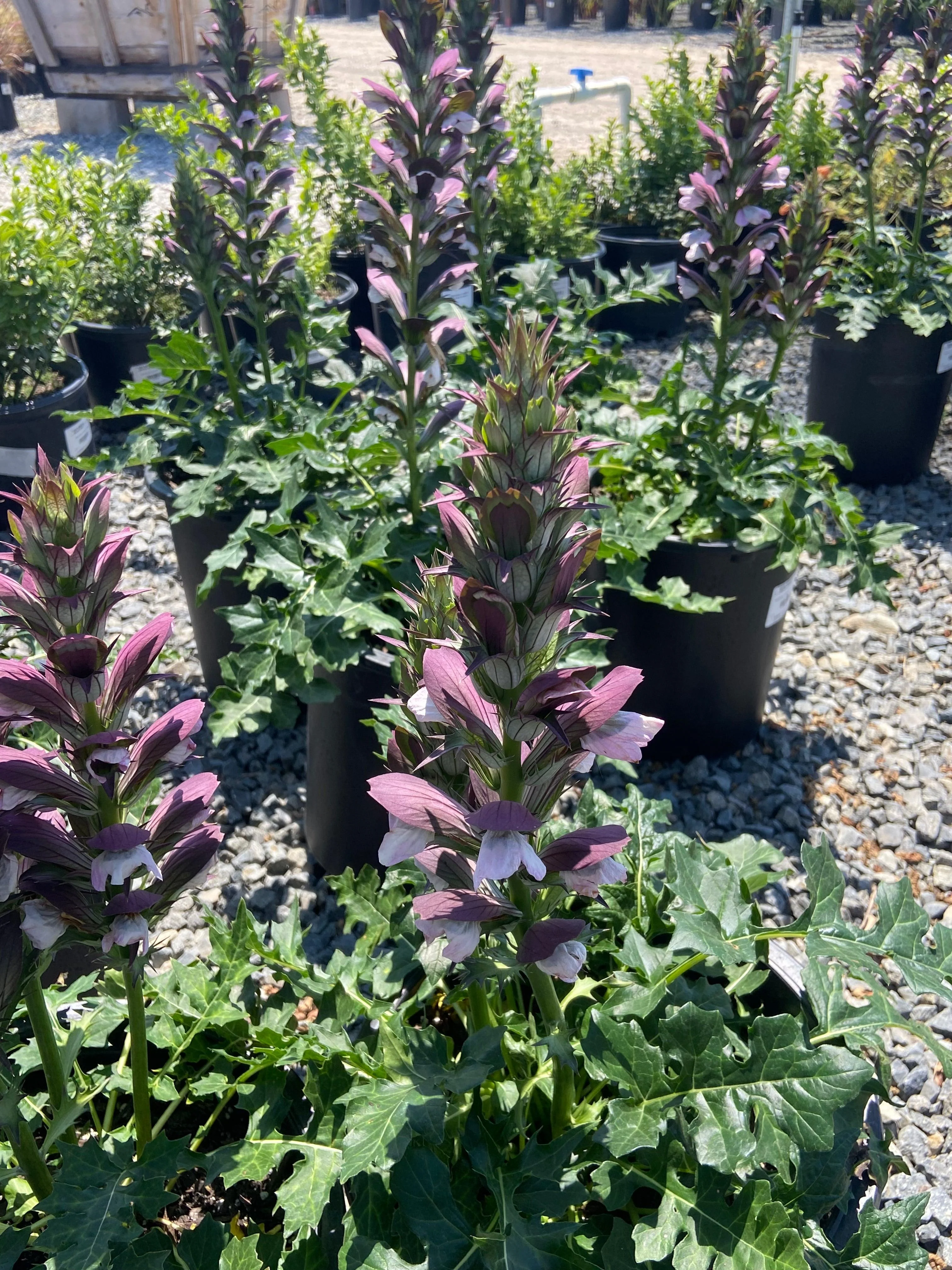 Morning Candle Bear's Breech - Acanthus mollis Morning Candle