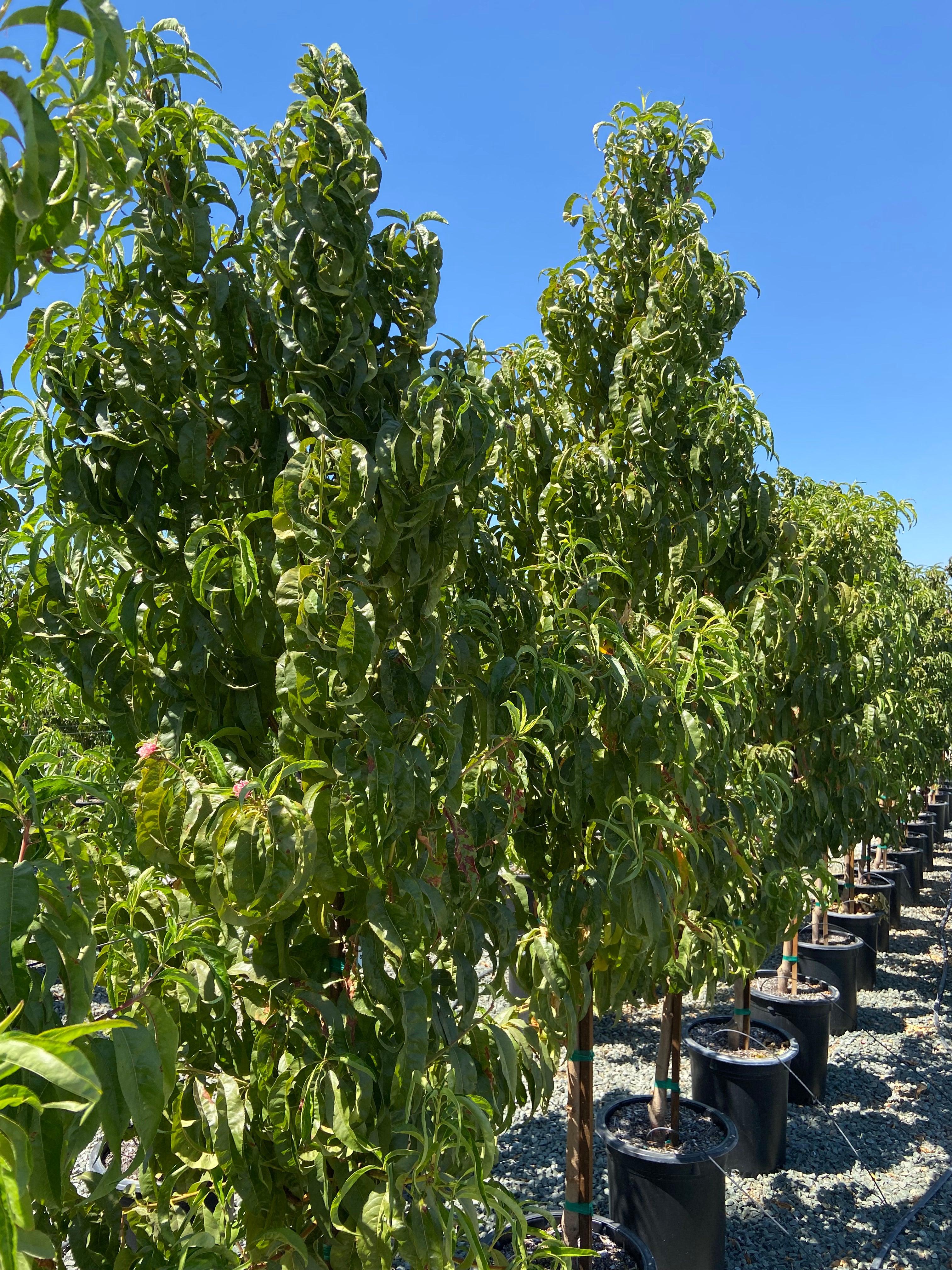 Nectarine Tree - Image 3